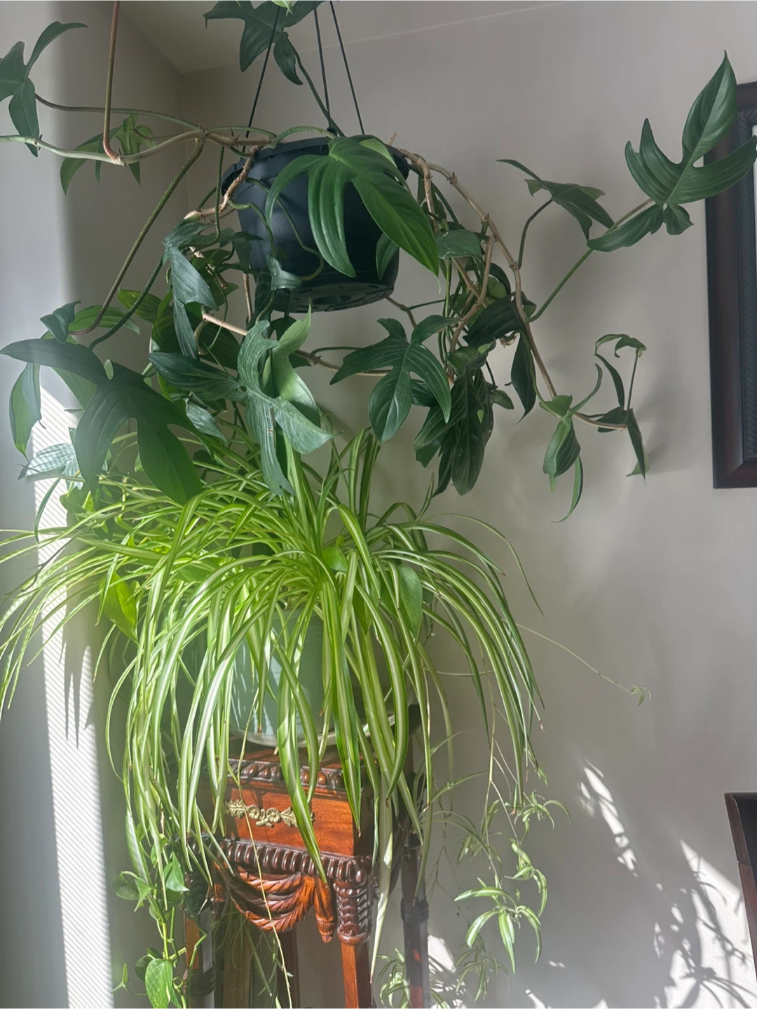 Monstera and spider plant