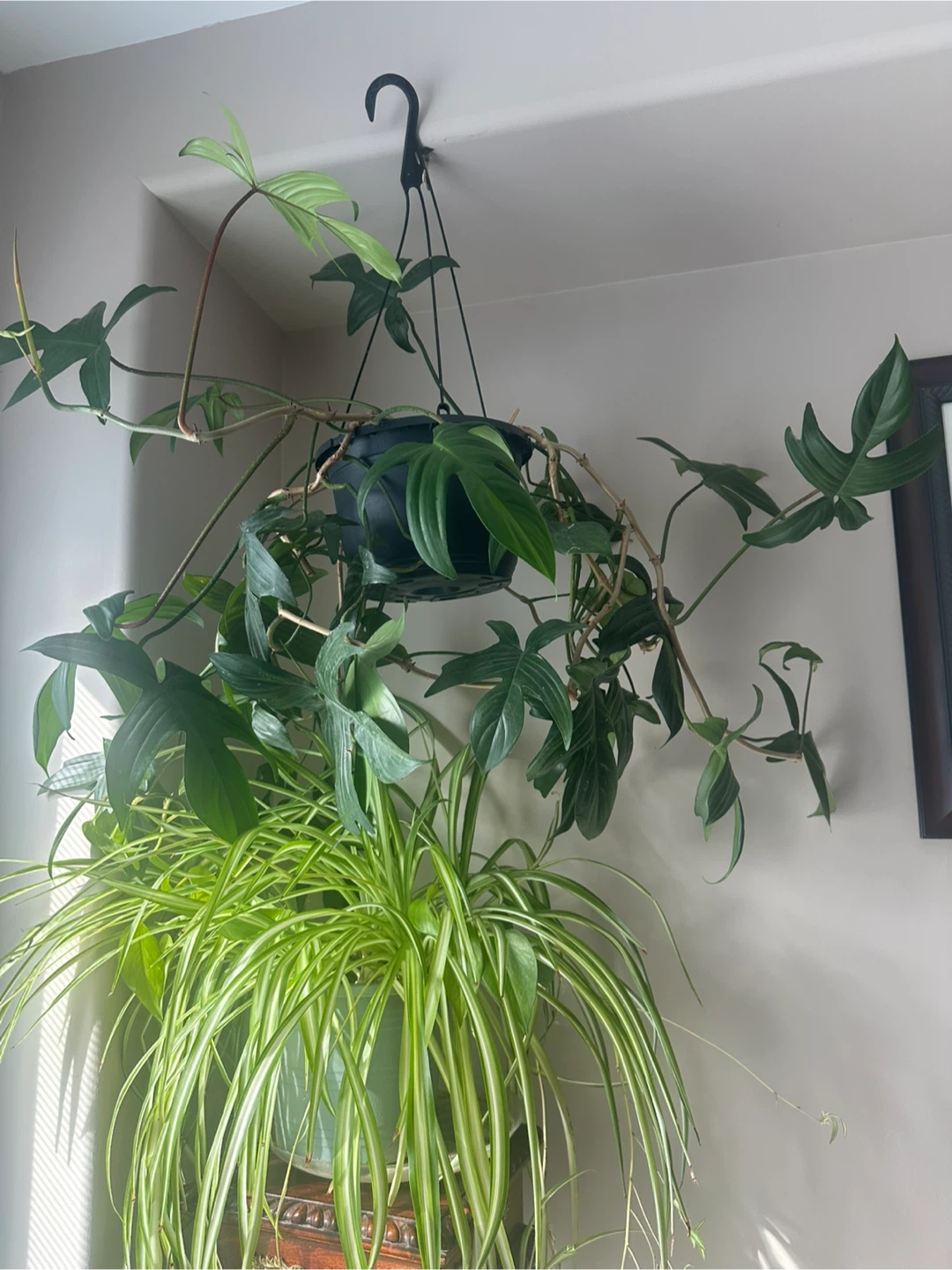 Monstera and spider plant - photo 2