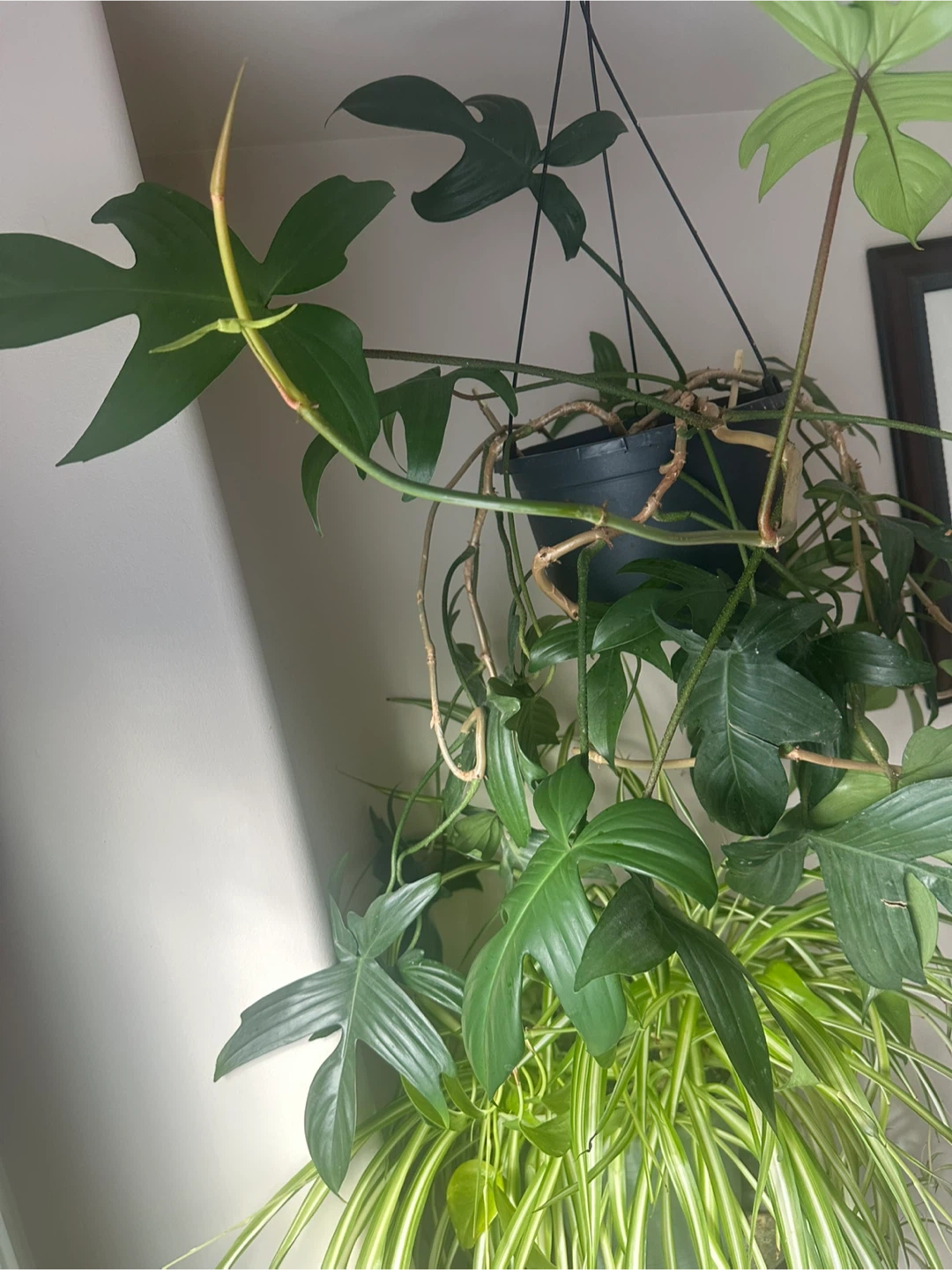 Monstera and spider plant - photo 3