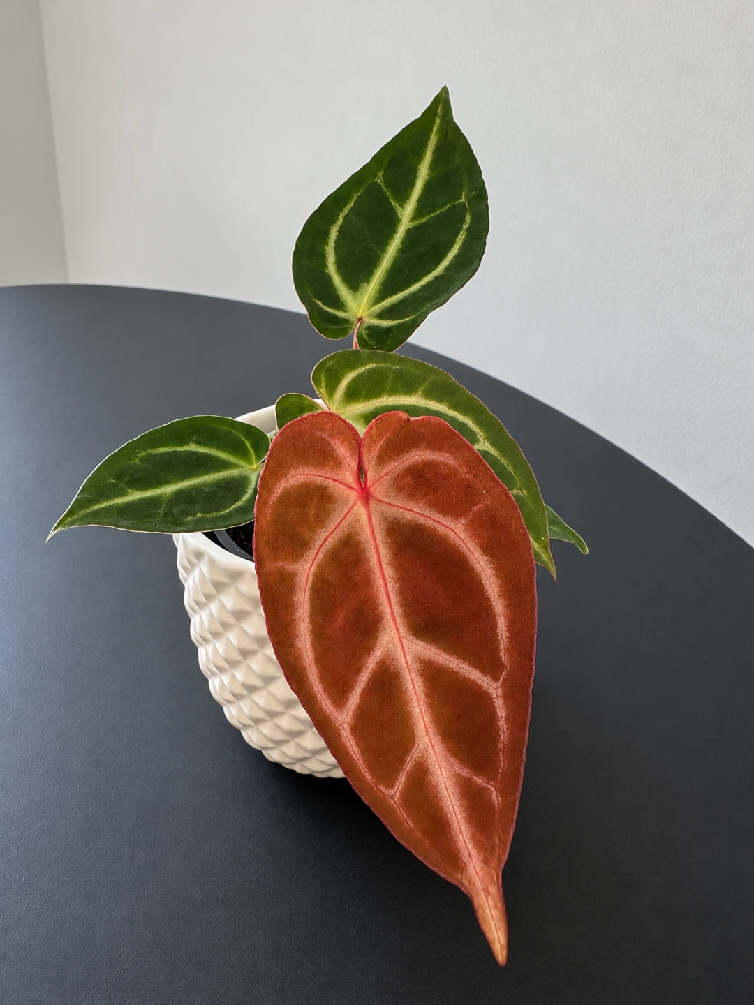 Anthurium Red Crystallinum
