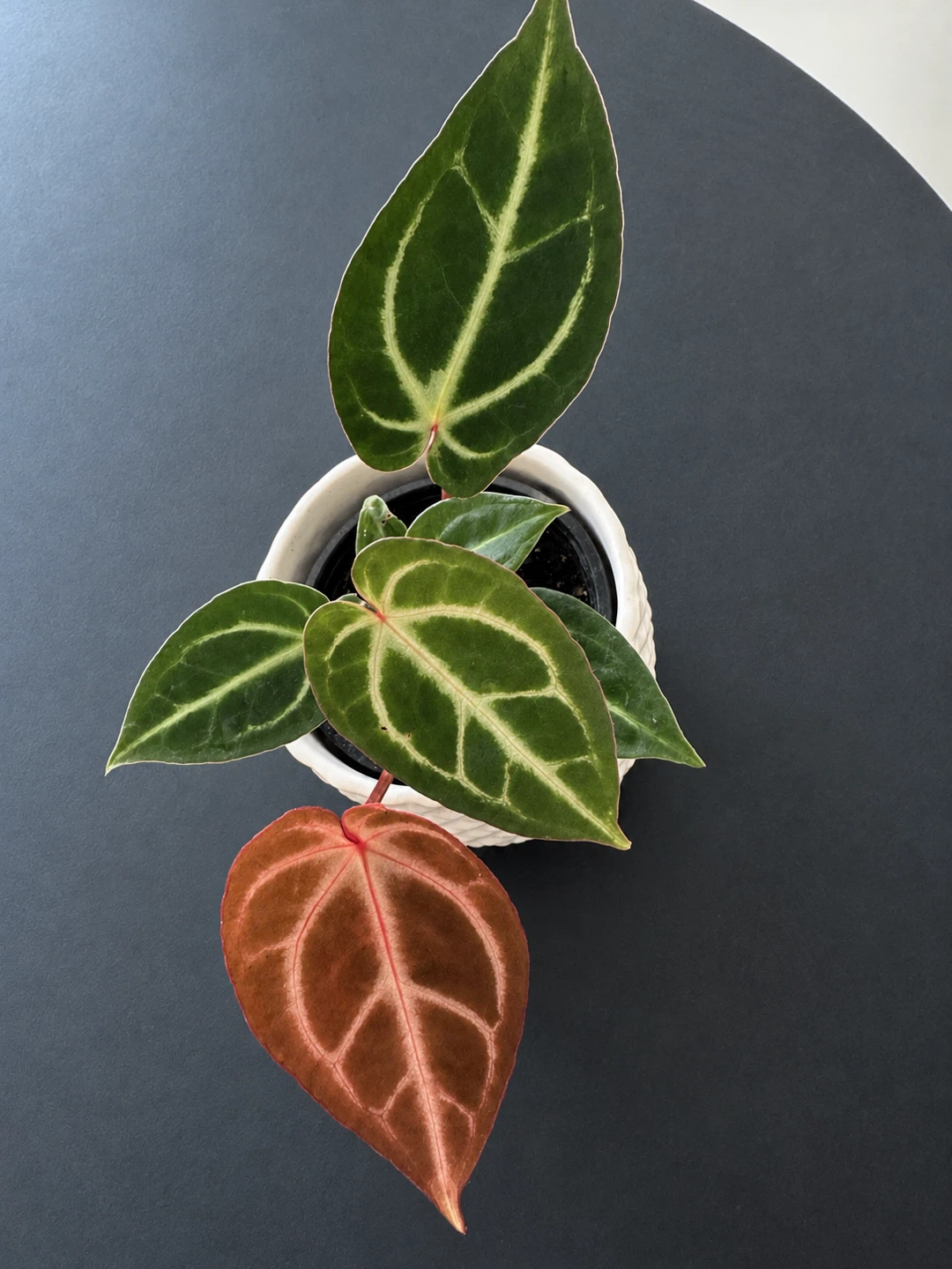 Anthurium Red Crystallinum - photo 2