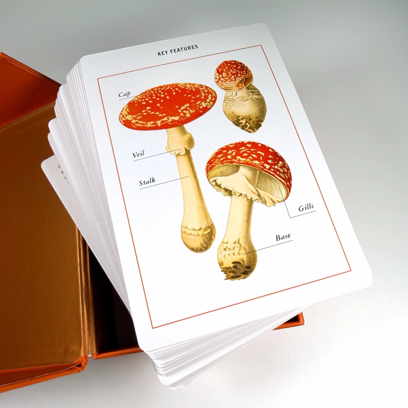 New York Botanical Gardens Mushroom ID Flash Cards - photo 3