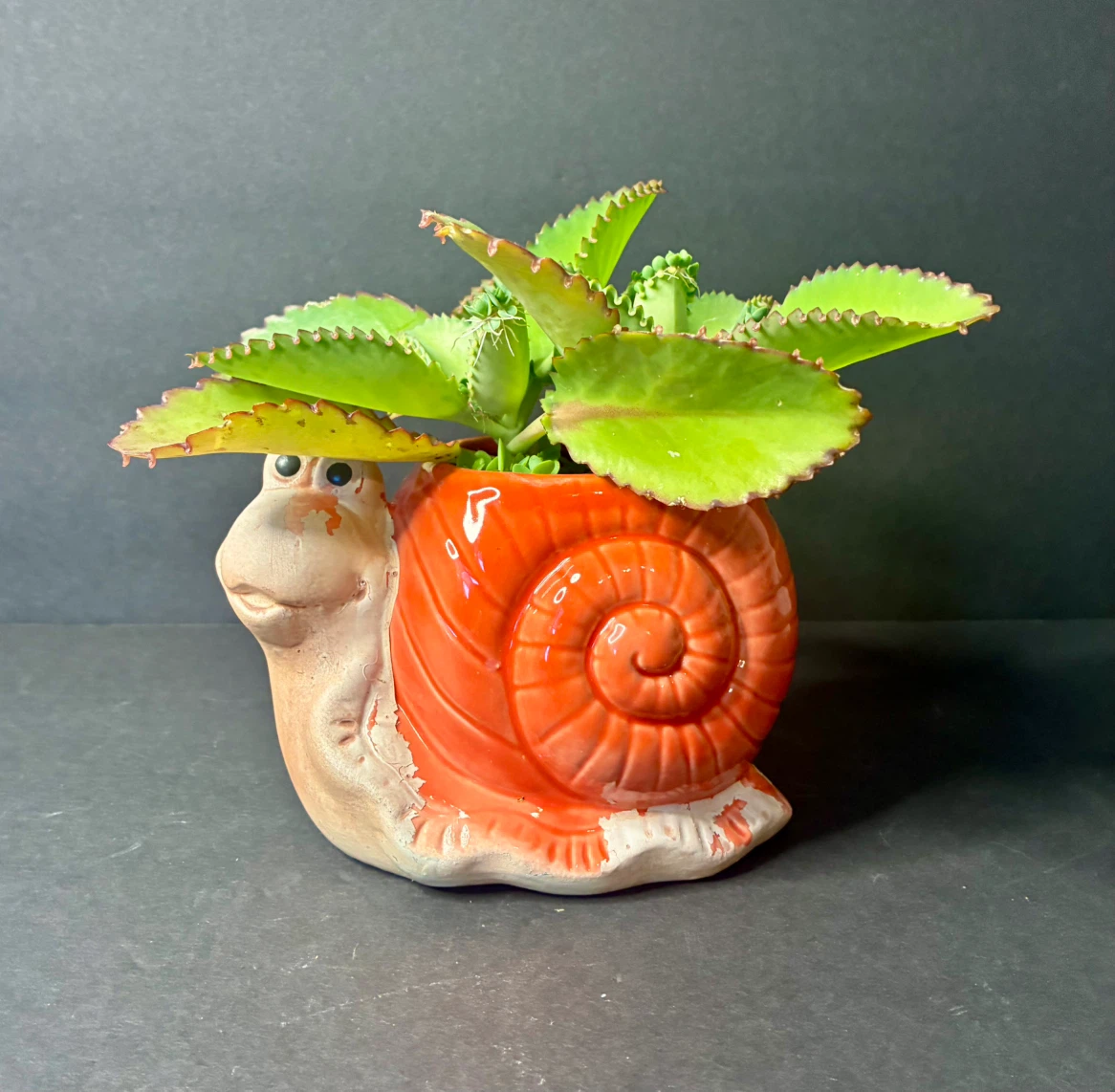 Mother of thousands Plant in Snail Planter