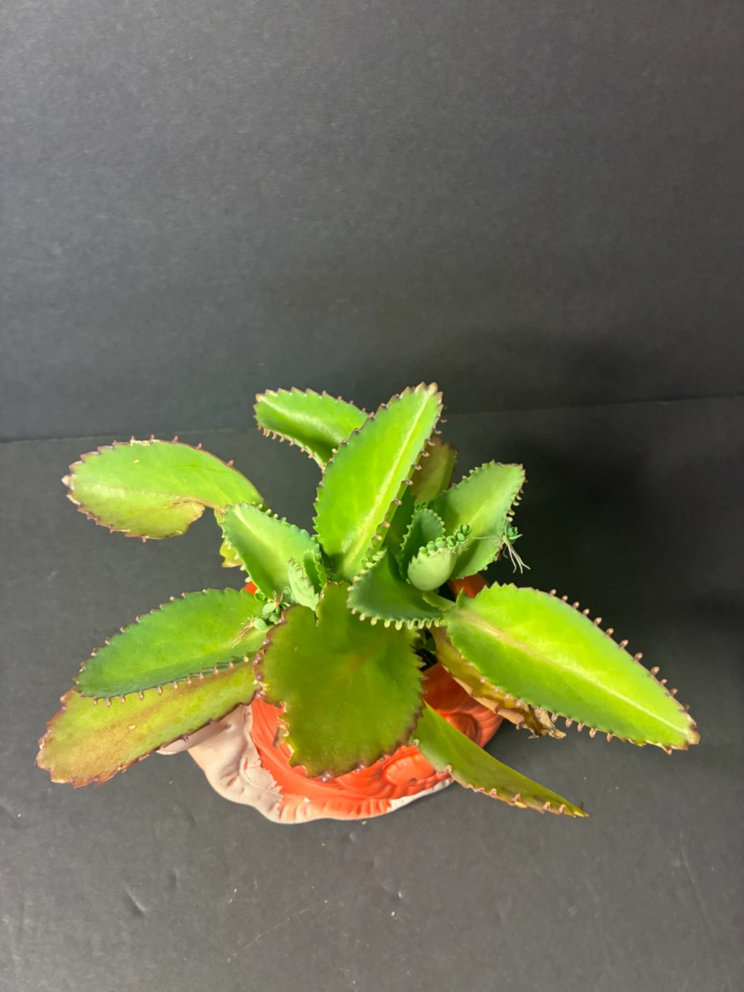 Mother of thousands Plant in Snail Planter - photo 2