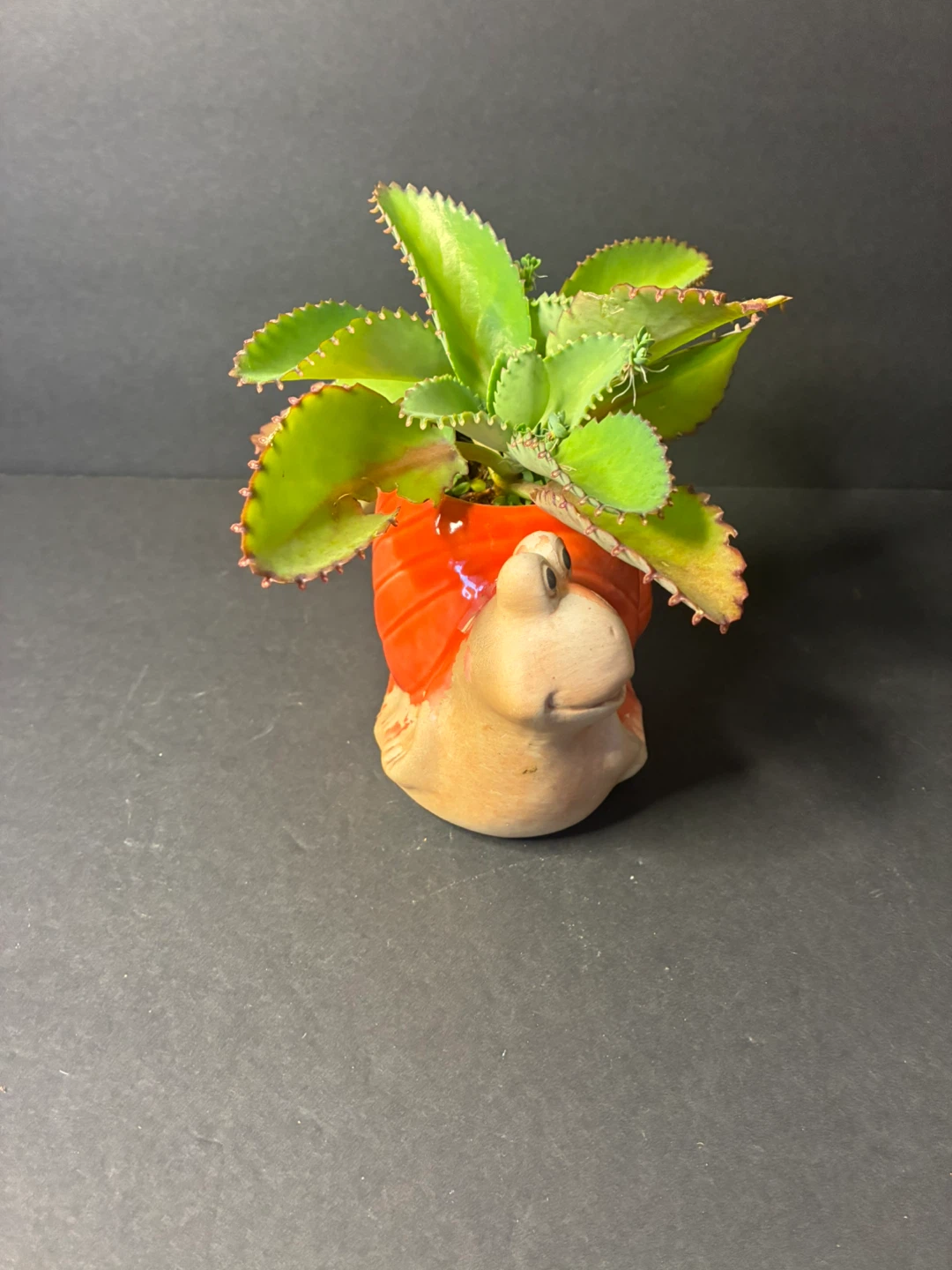 Mother of thousands Plant in Snail Planter - photo 3