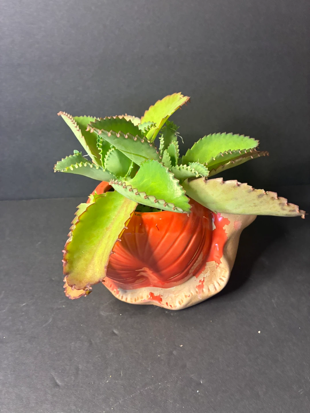 Mother of thousands Plant in Snail Planter - photo 4