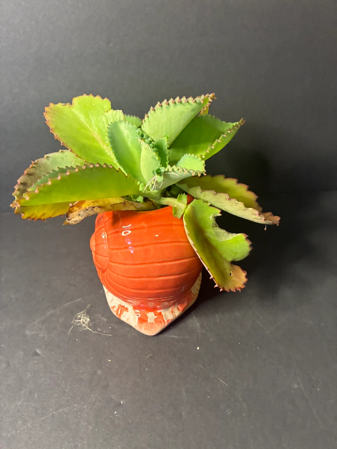 Mother of thousands Plant in Snail Planter - photo 5