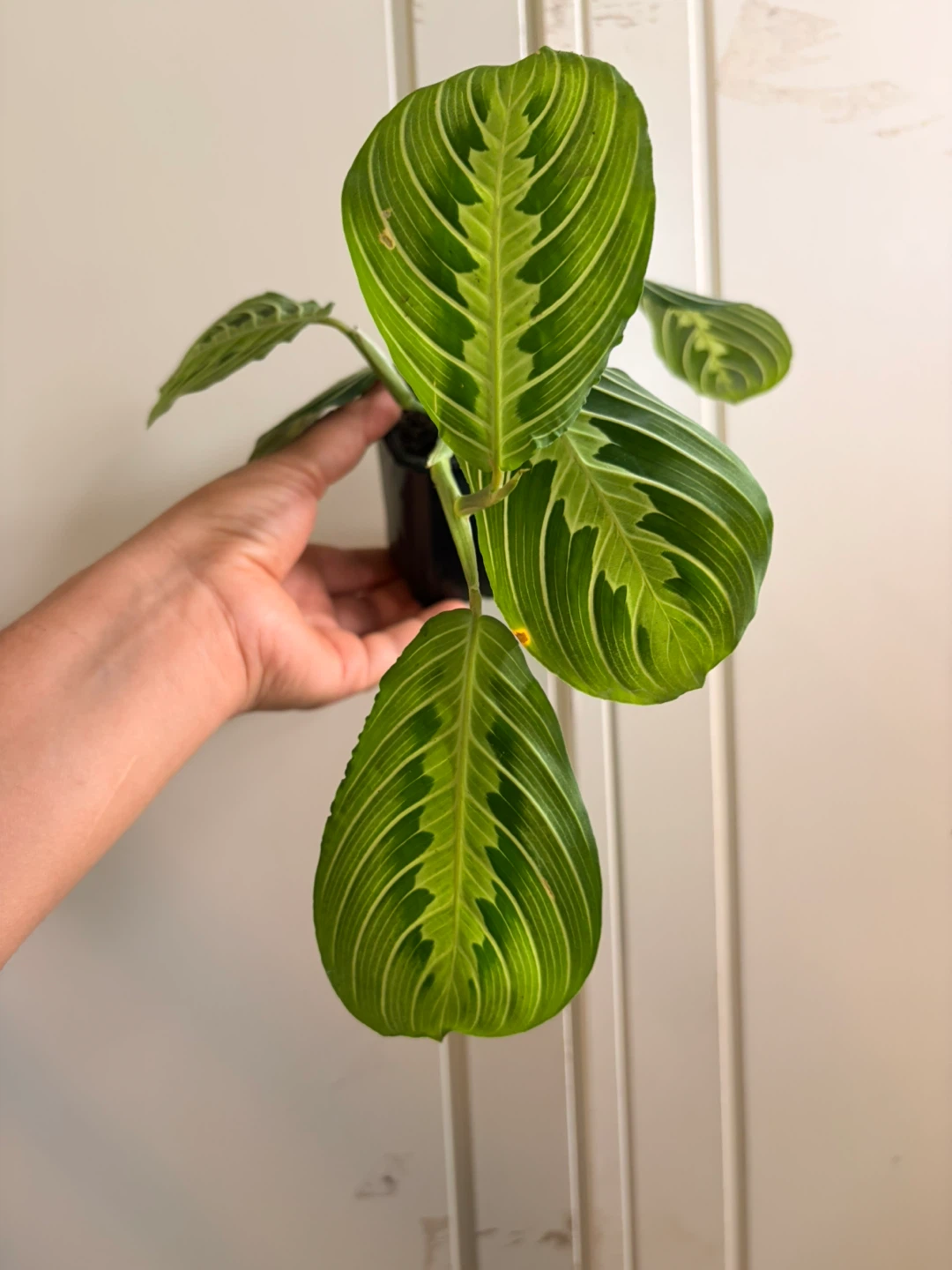 Lemon lime maranta