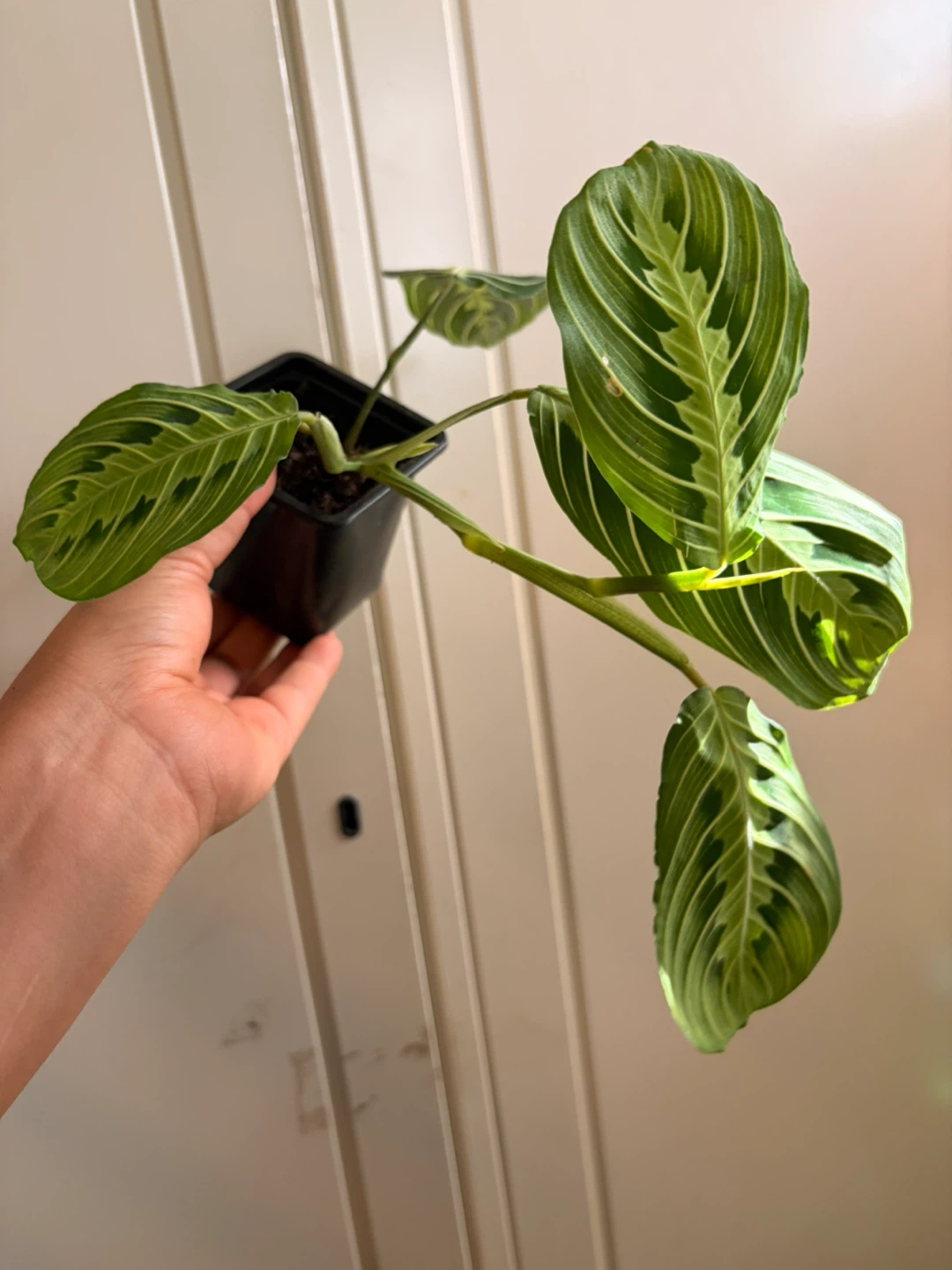 Lemon lime maranta - photo 2