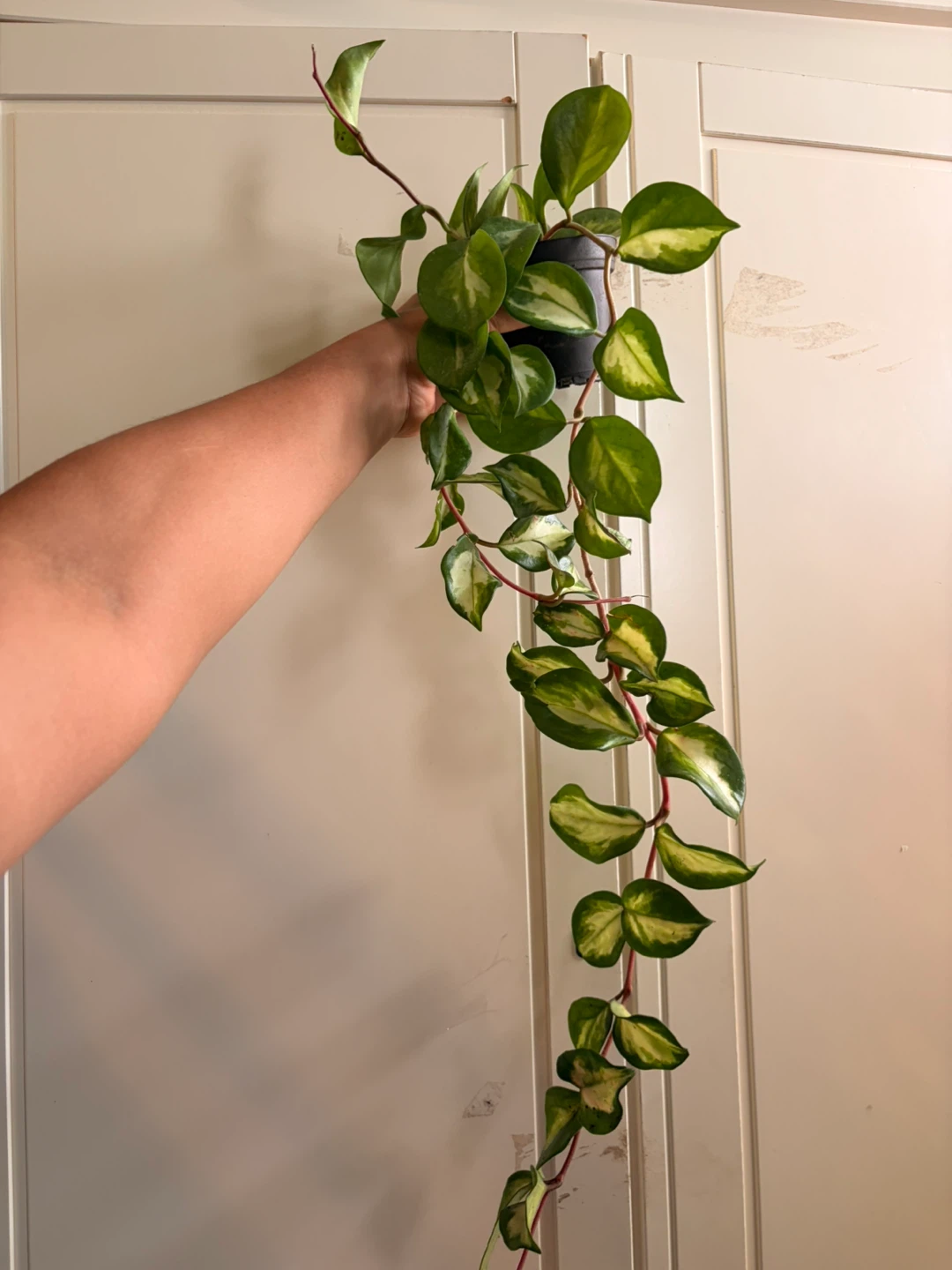 Hoya Krimsom
