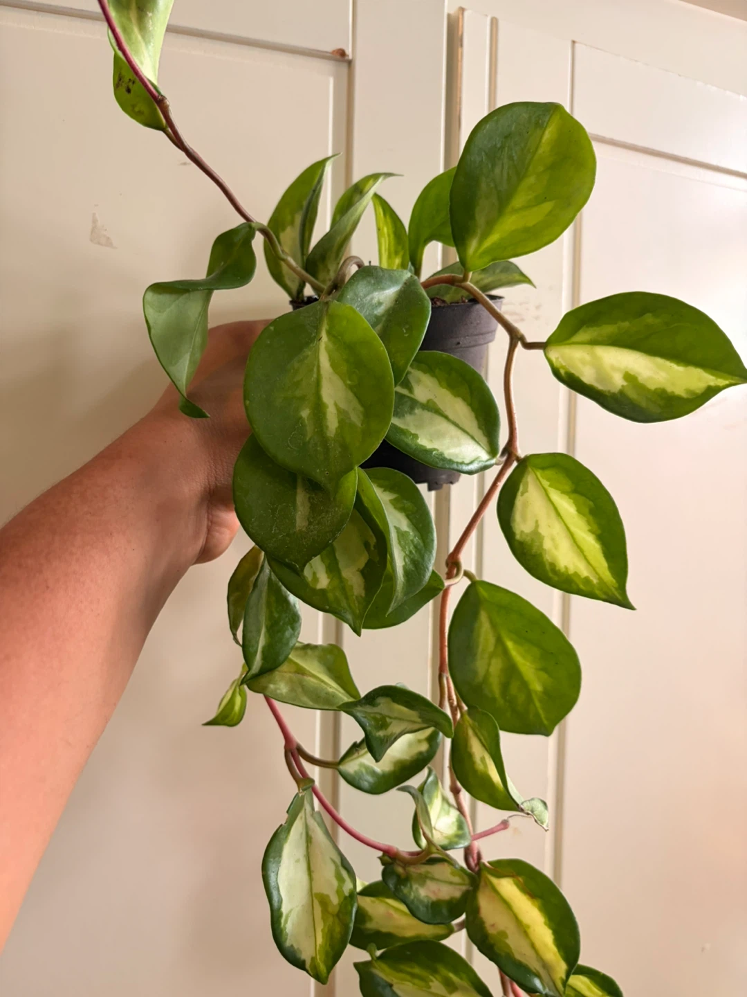 Hoya Krimsom - photo 2