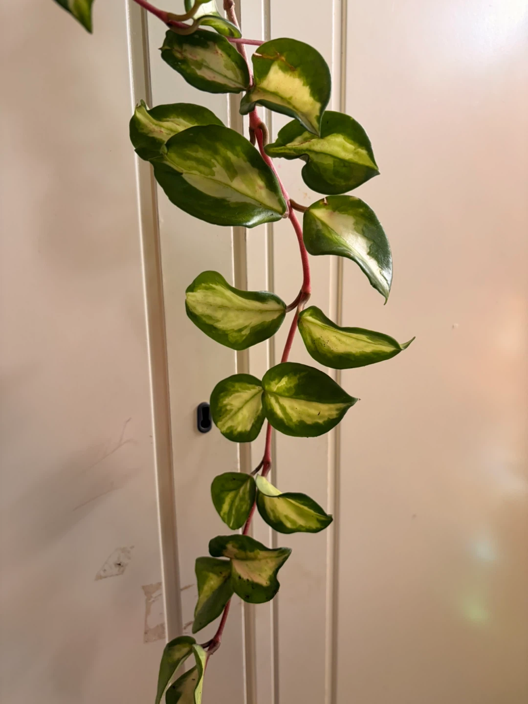 Hoya Krimsom - photo 3