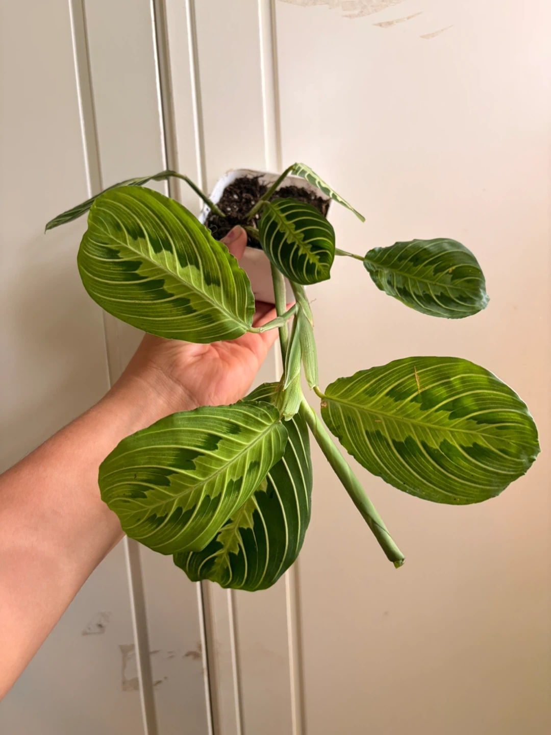 Lemon lime maranta