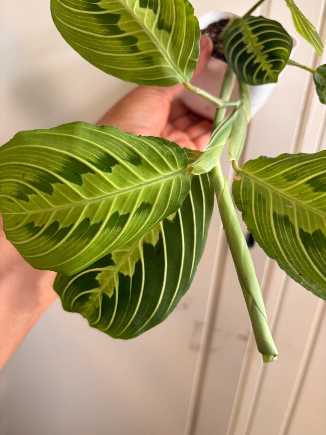 Lemon lime maranta - photo 2