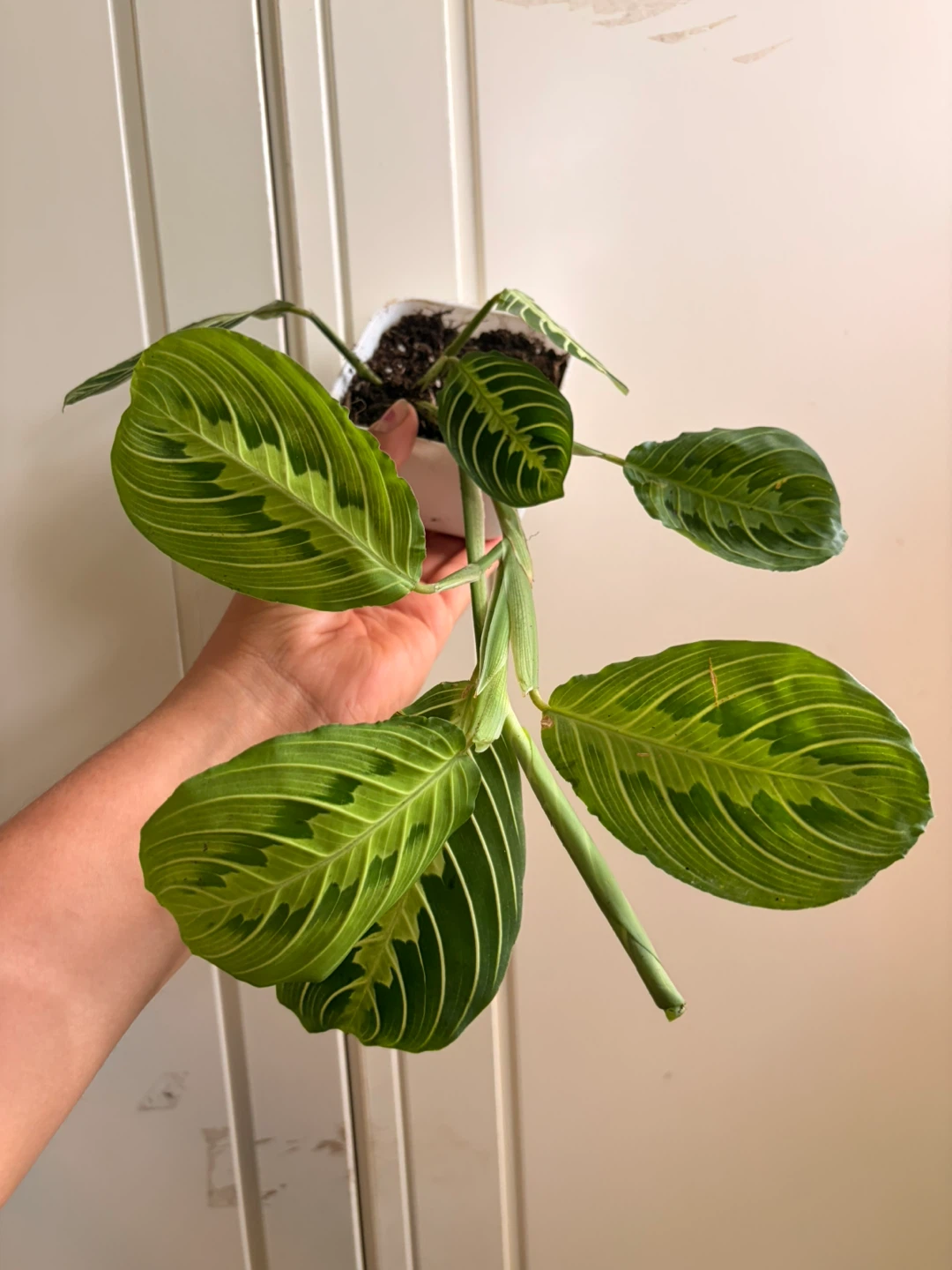 Lemon lime maranta - photo 3