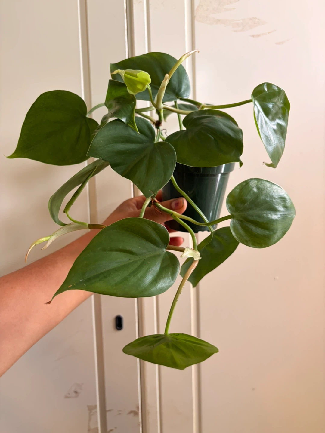 Heart leaf philodendron