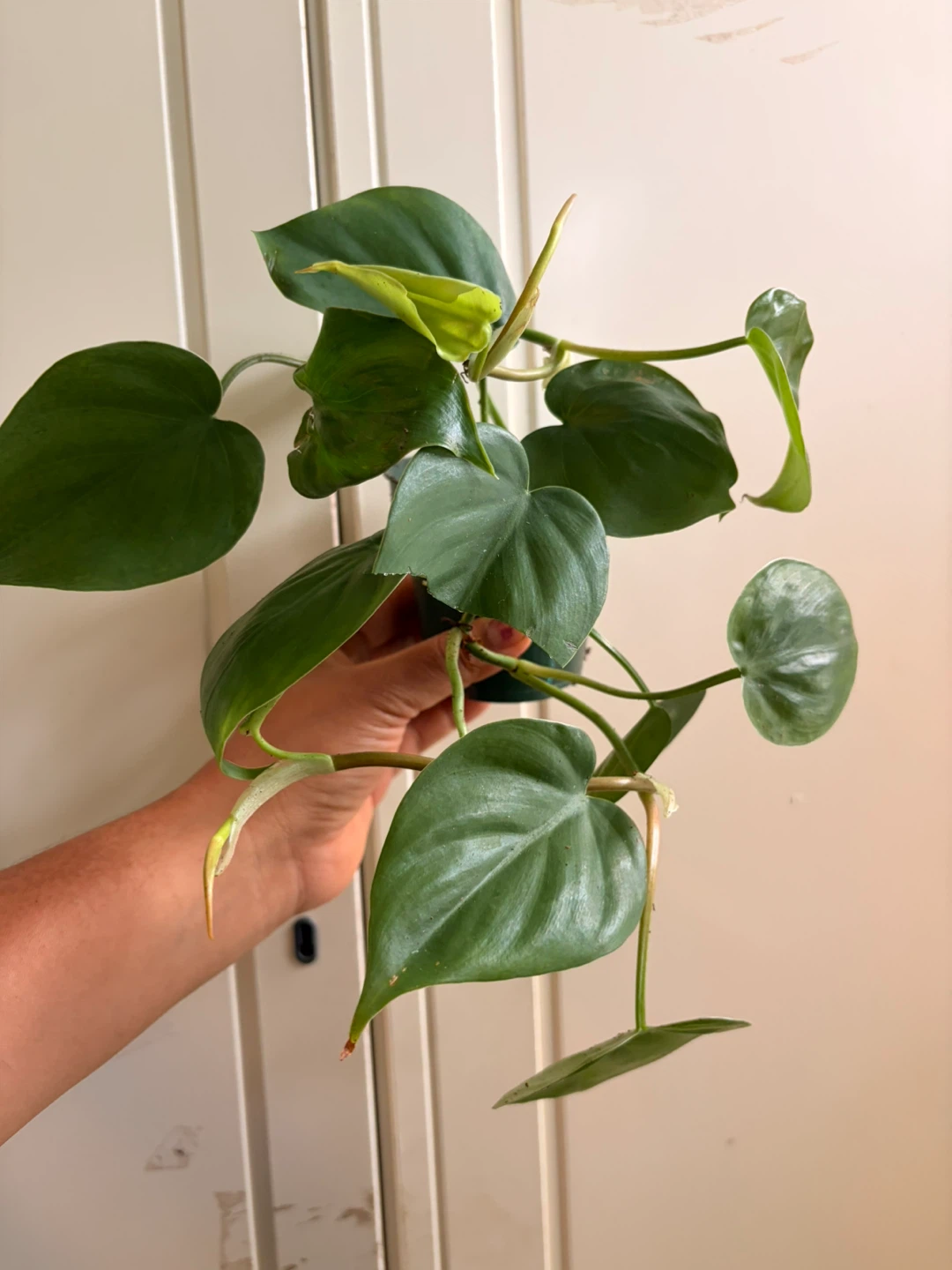 Heart leaf philodendron - photo 2