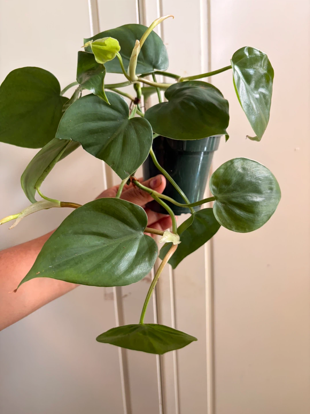 Heart leaf philodendron - photo 3