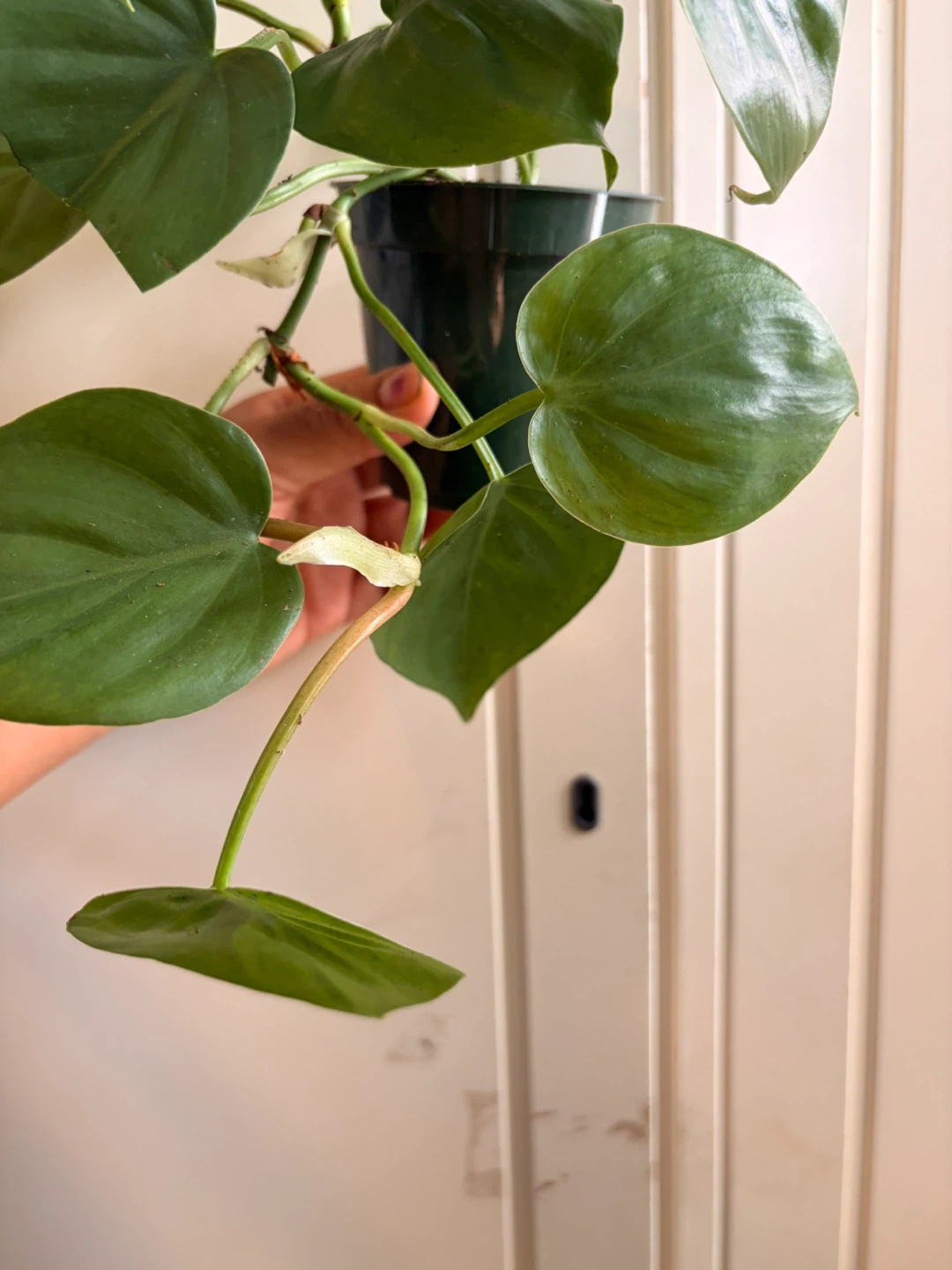 Heart leaf philodendron - photo 4
