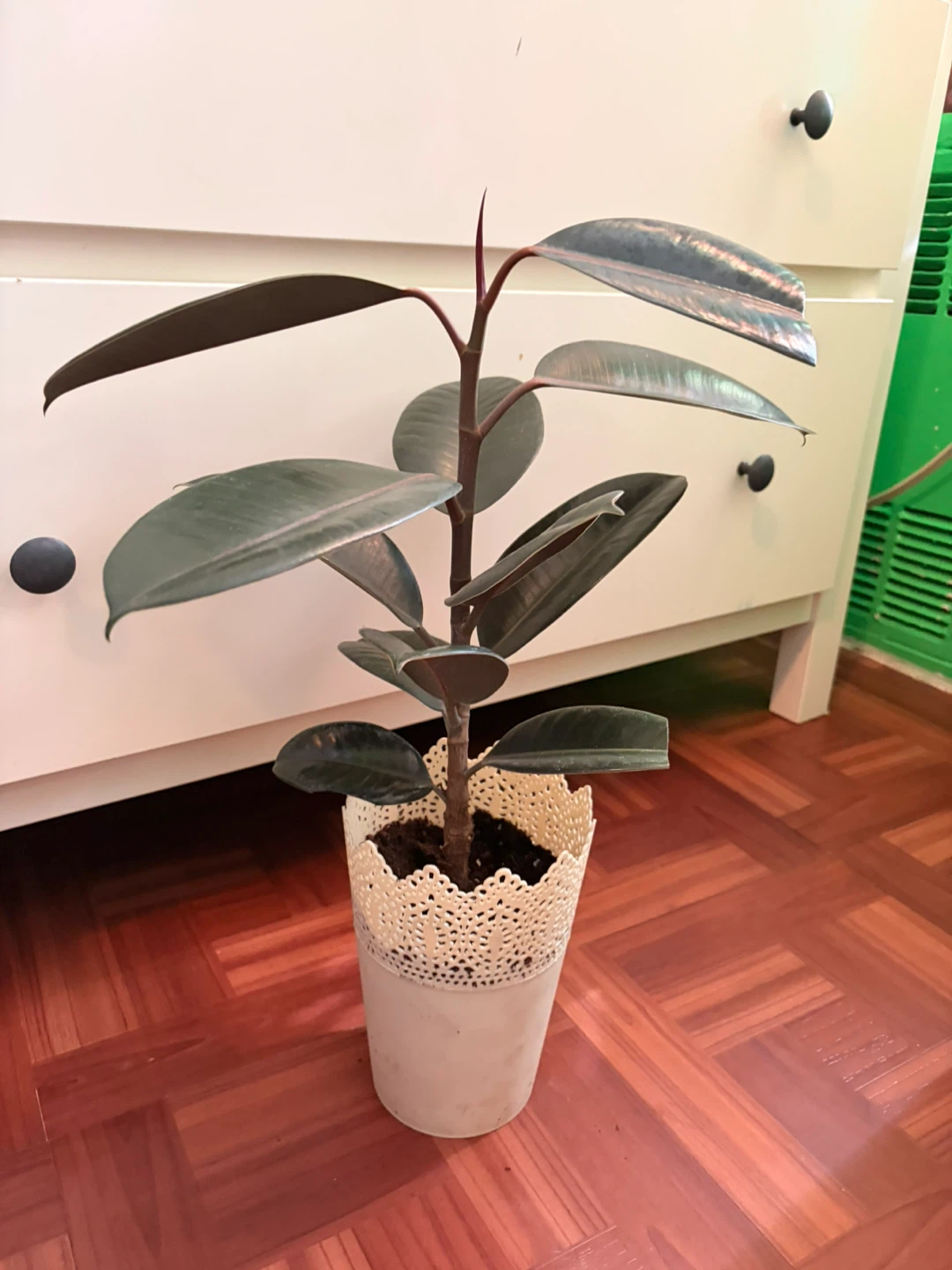 Rubber plant