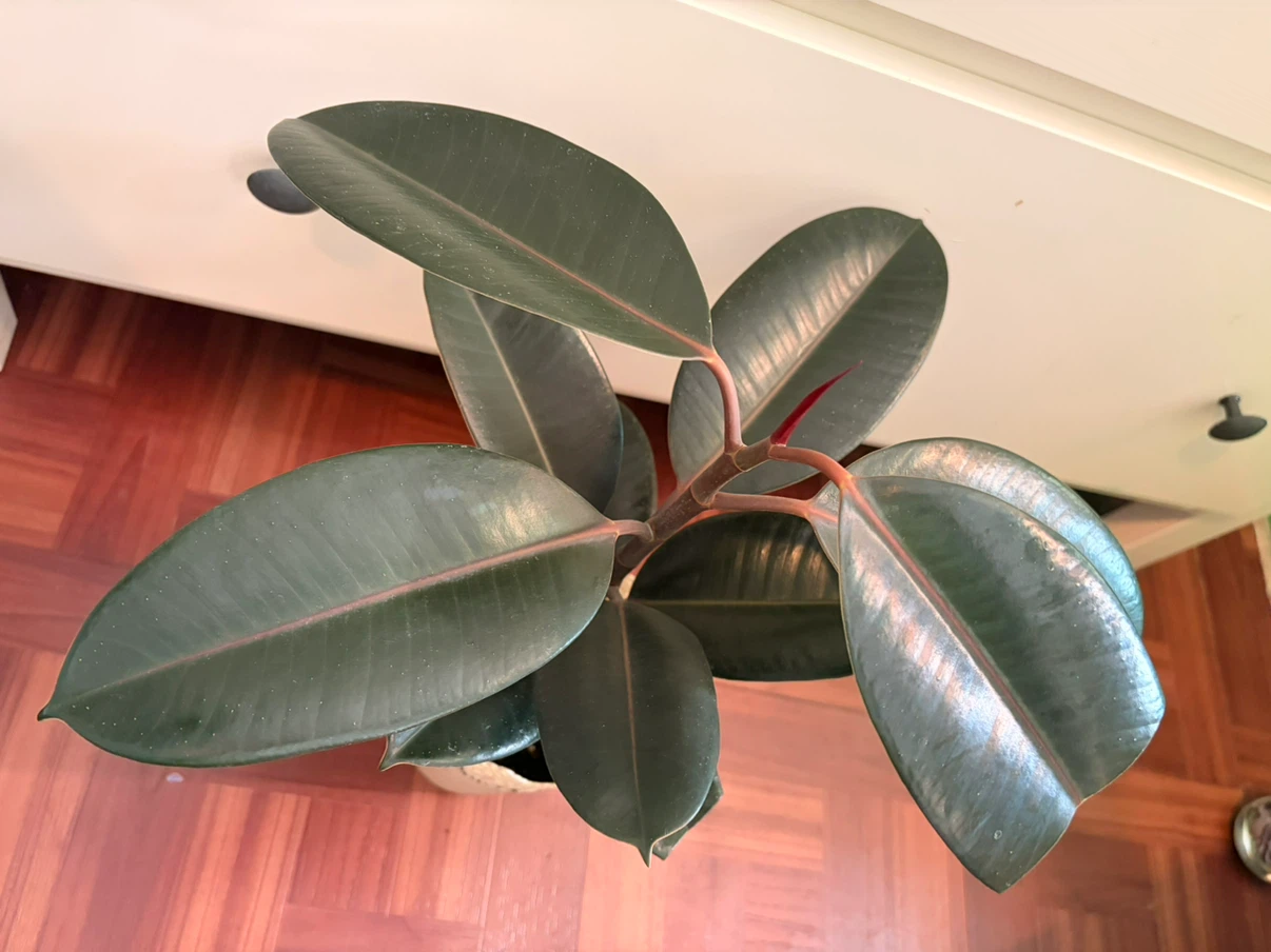 Rubber plant - photo 2