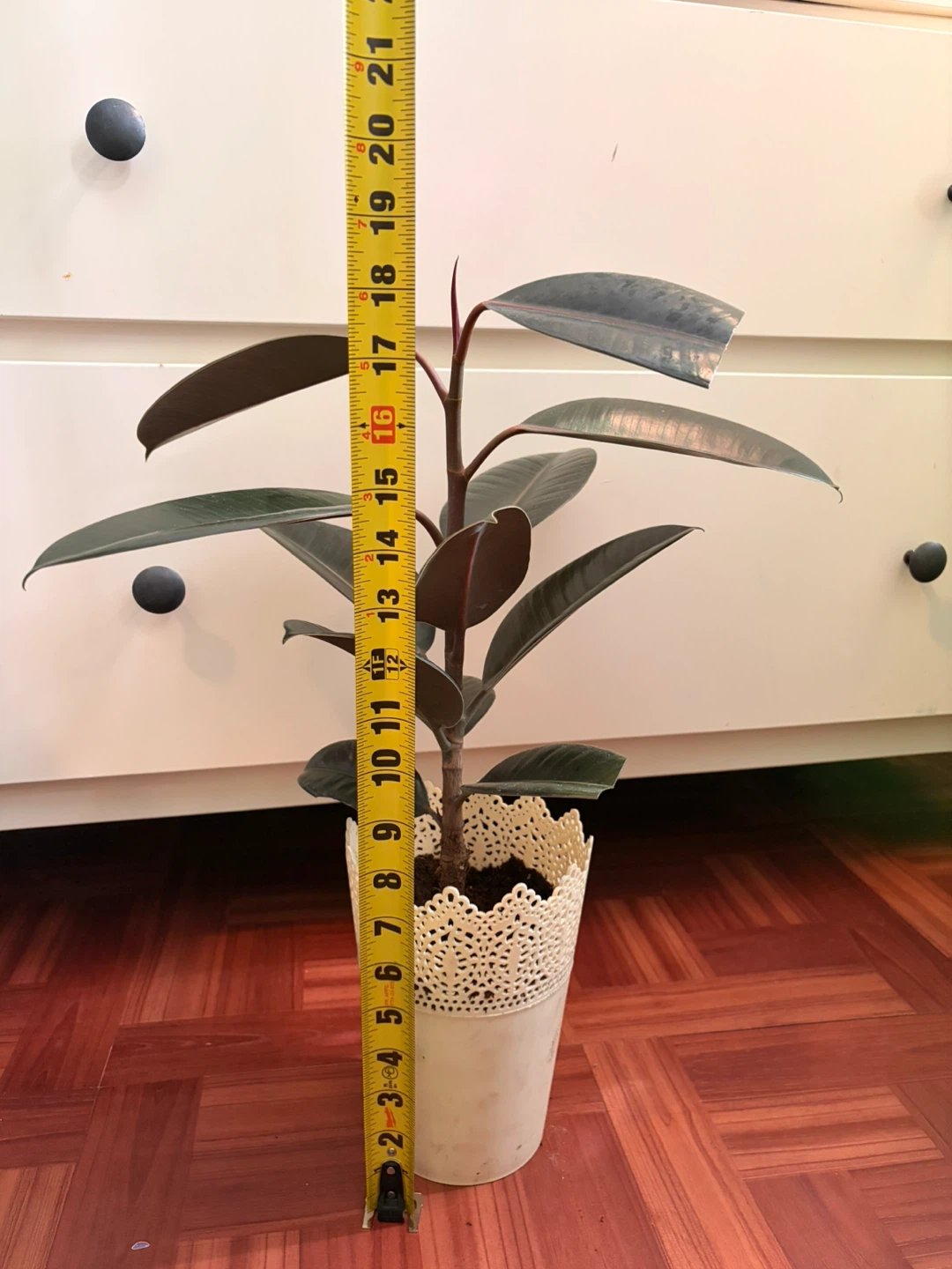 Rubber plant - photo 3
