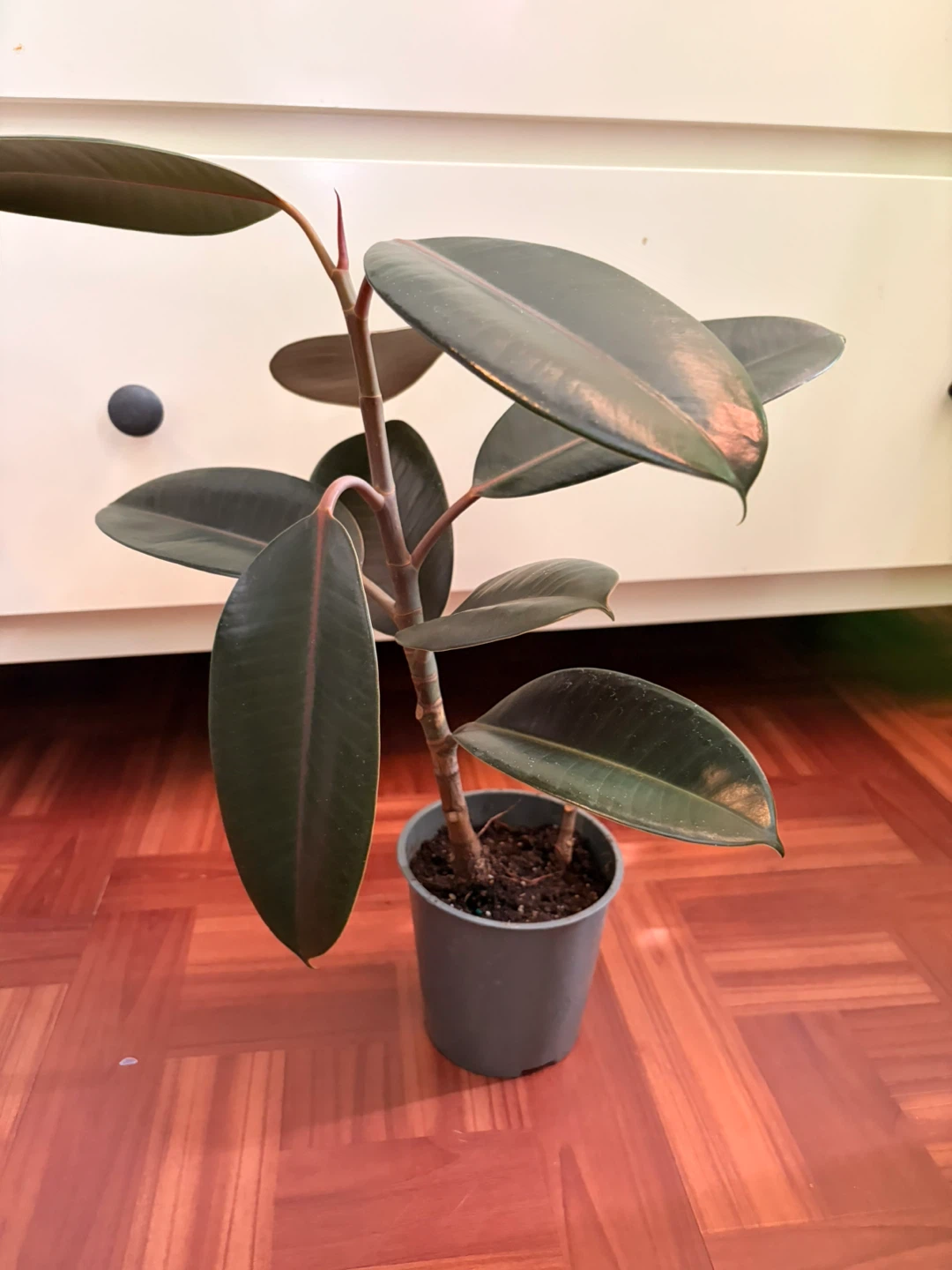 Rubber plant