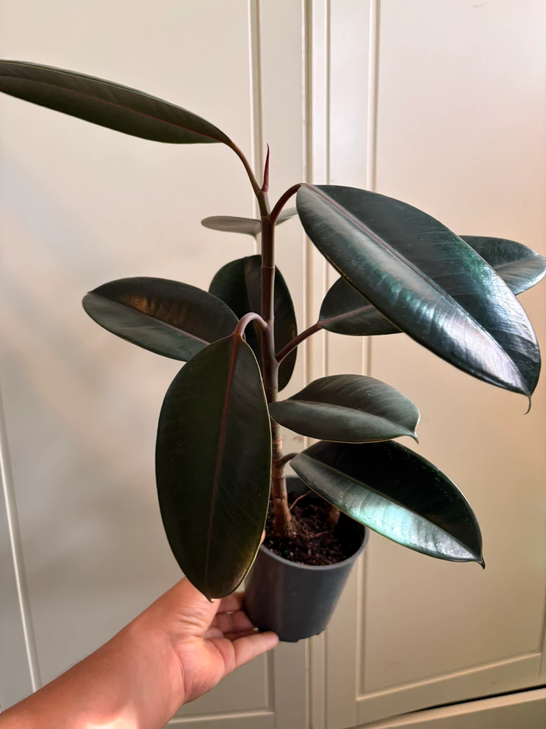 Rubber plant - photo 2