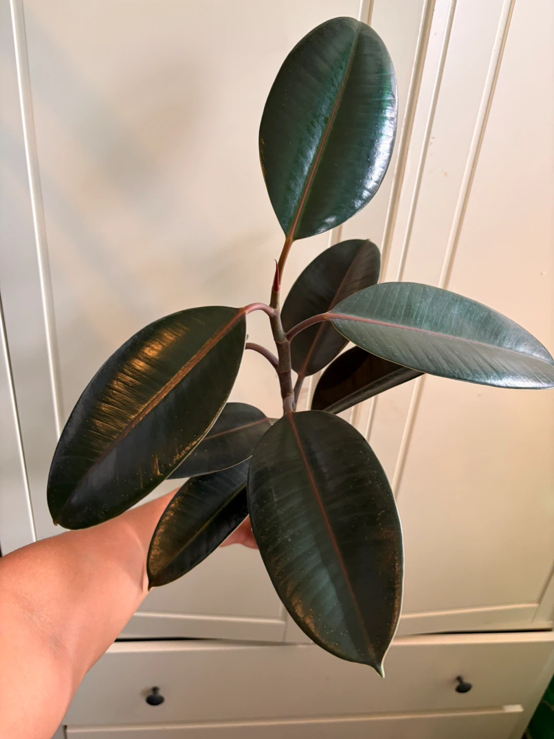 Rubber plant - photo 3