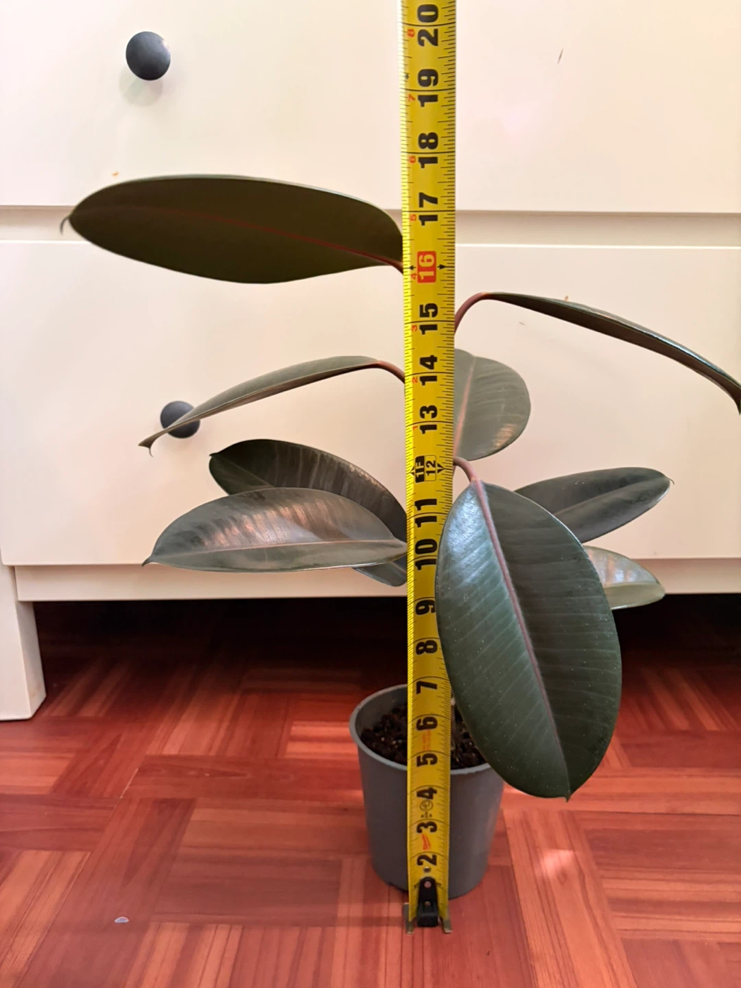 Rubber plant - photo 4