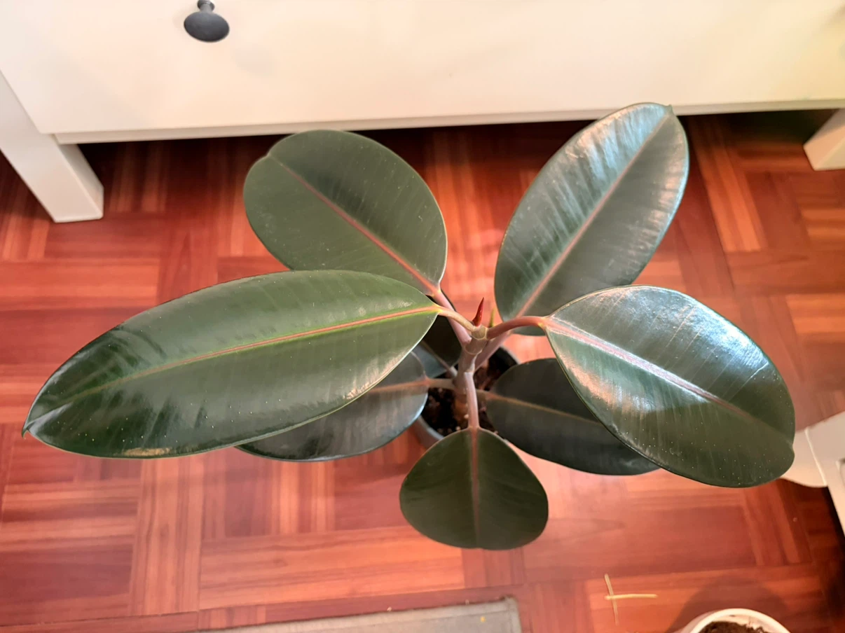 Rubber plant - photo 5