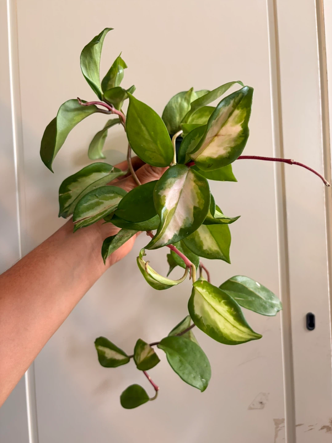 Hoya krimson