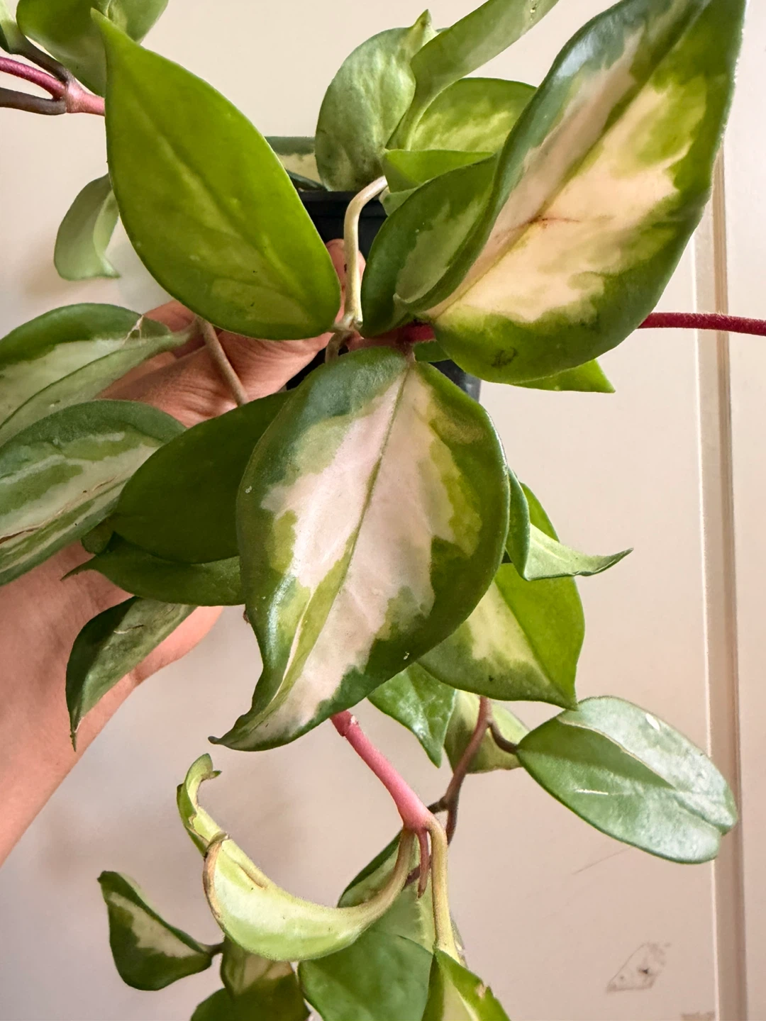 Hoya krimson - photo 2