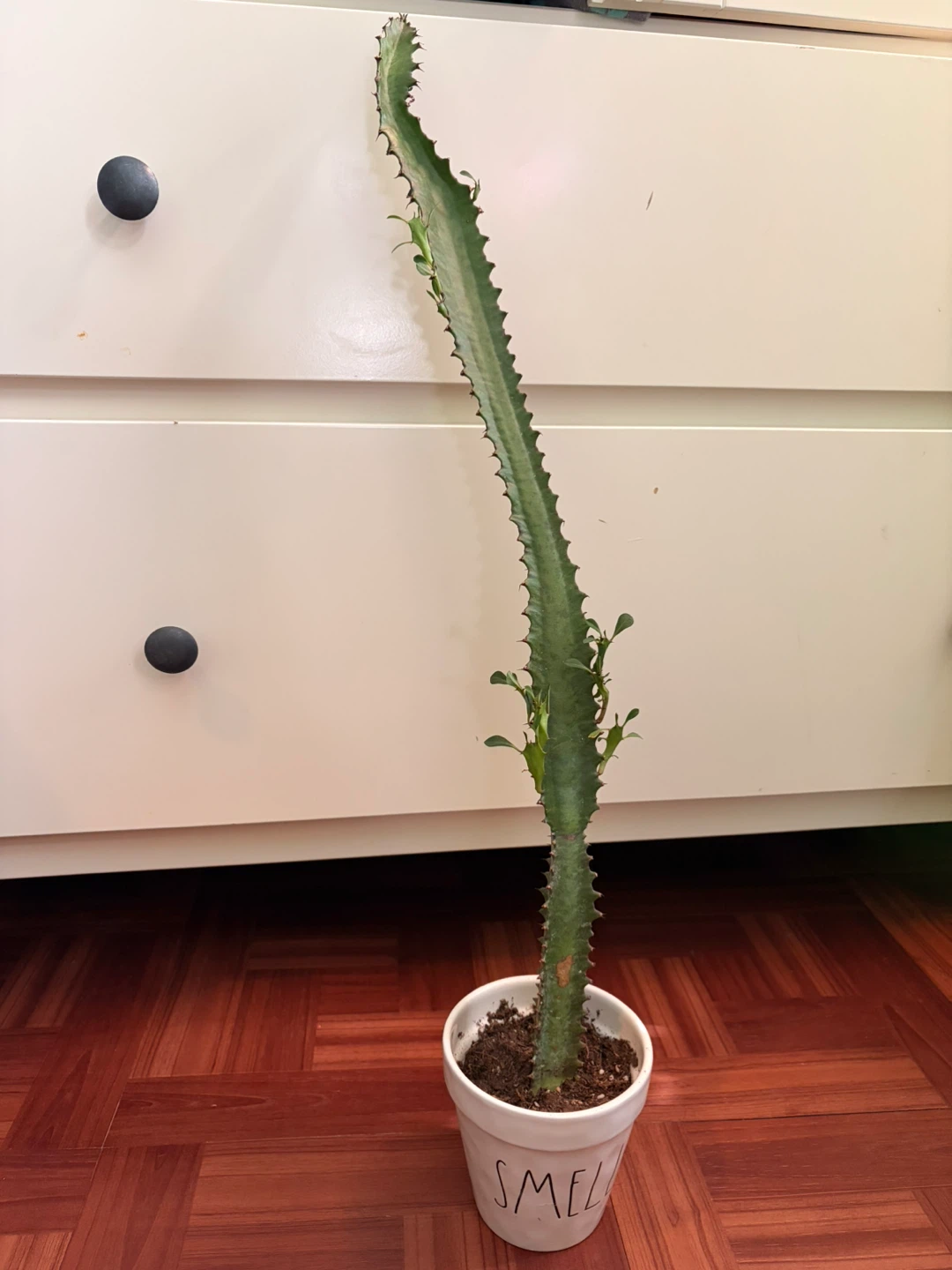 Euphorbia cactus with ceramic pot