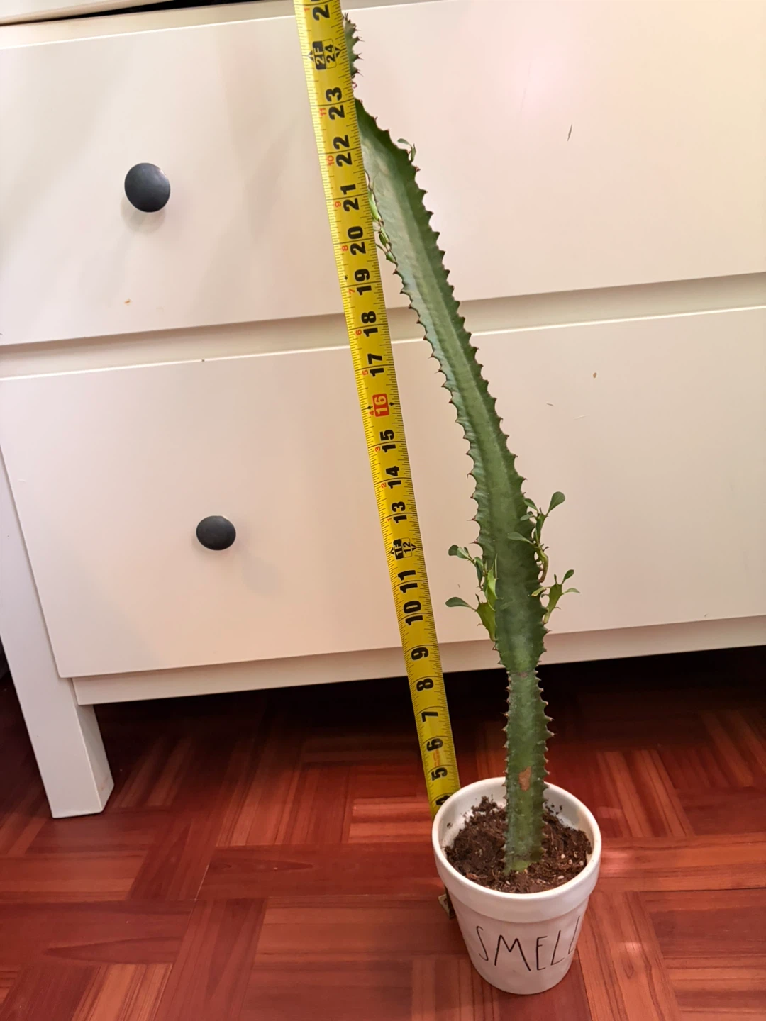 Euphorbia cactus with ceramic pot - photo 2