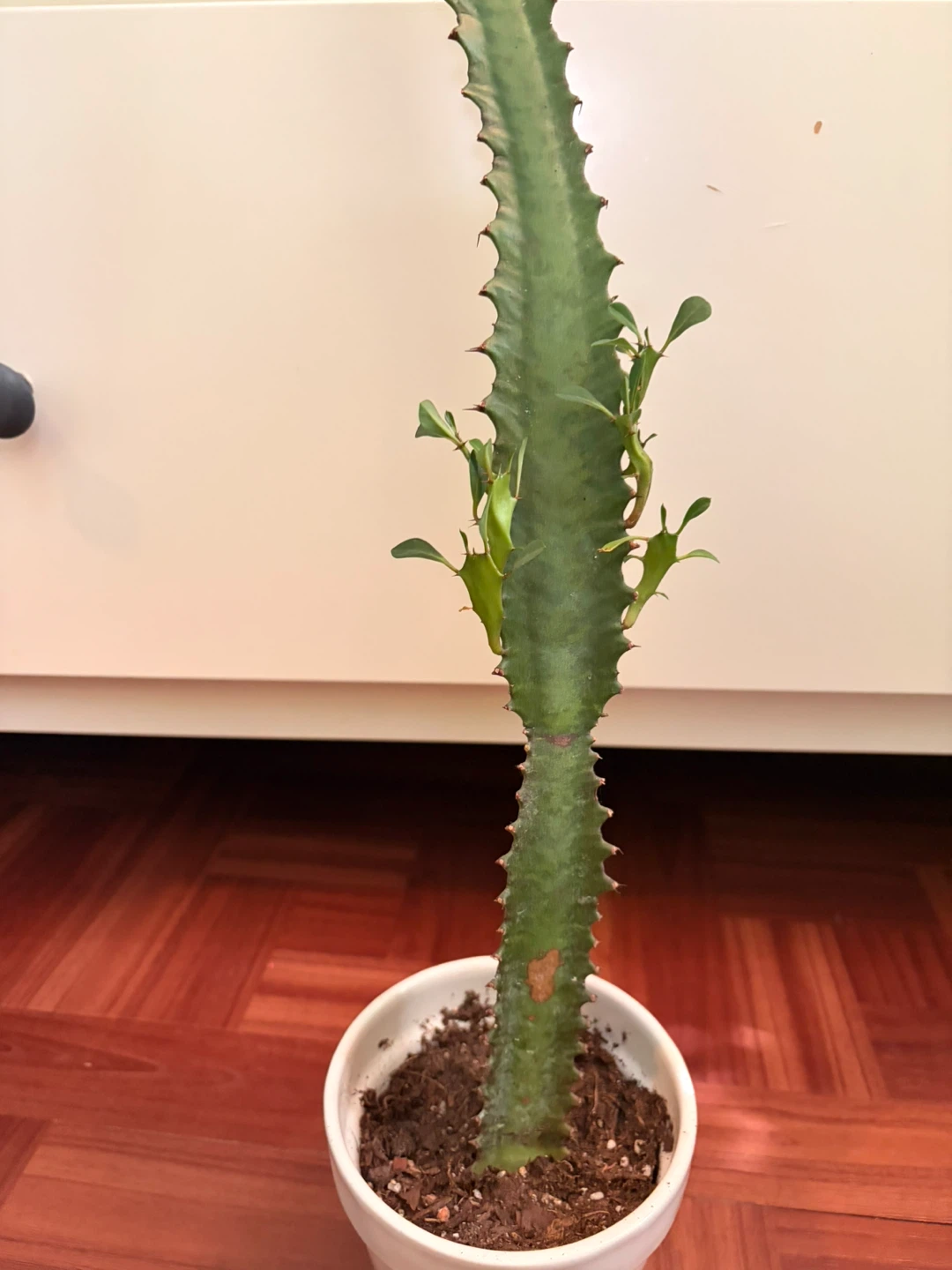 Euphorbia cactus with ceramic pot - photo 3