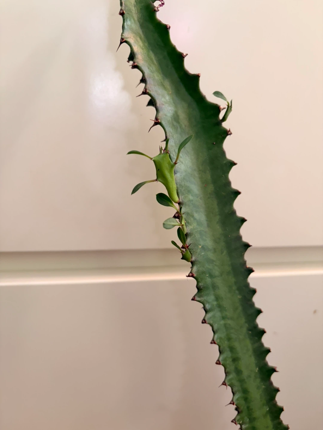 Euphorbia cactus with ceramic pot - photo 4