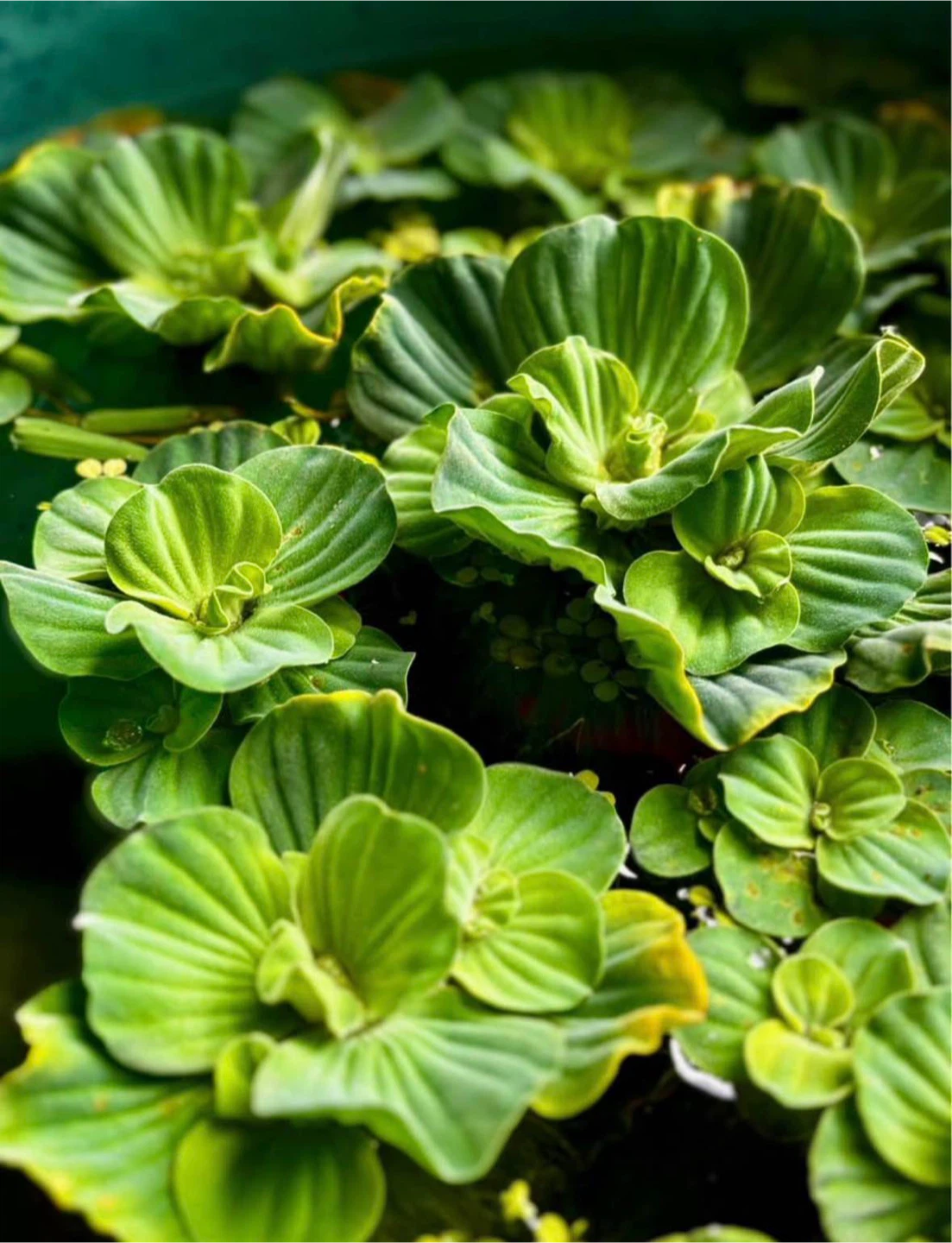 Healthy Floating Water Lettuce – Great for Ponds & Aquariums💕