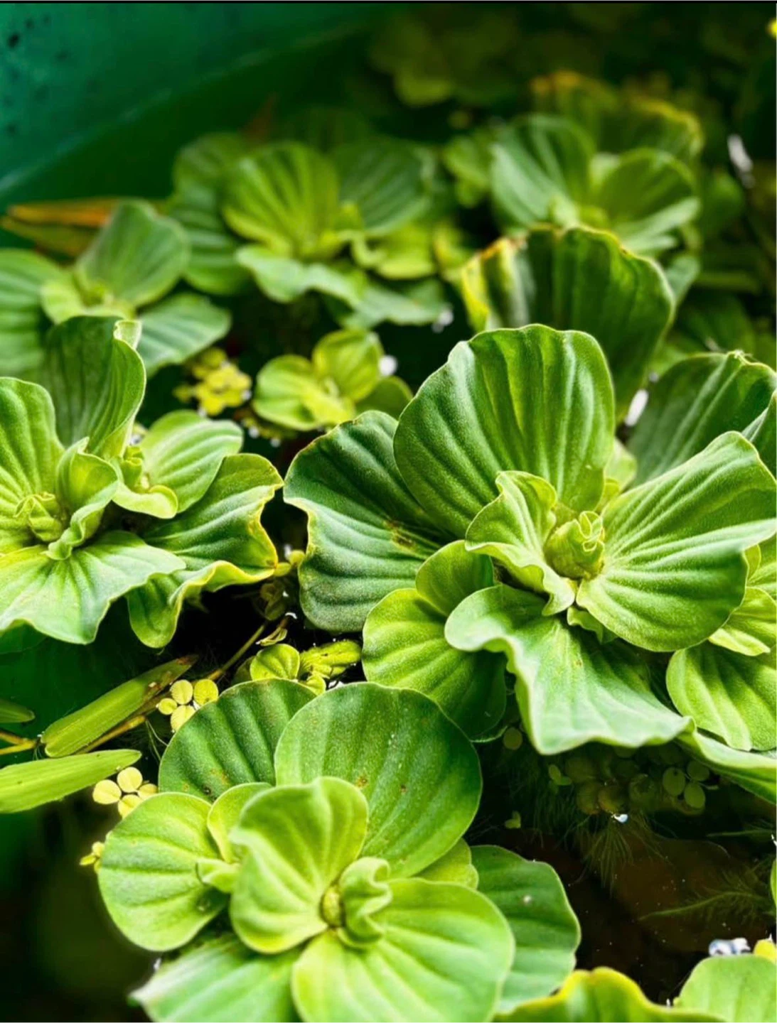 Healthy Floating Water Lettuce – Great for Ponds & Aquariums💕 - photo 2
