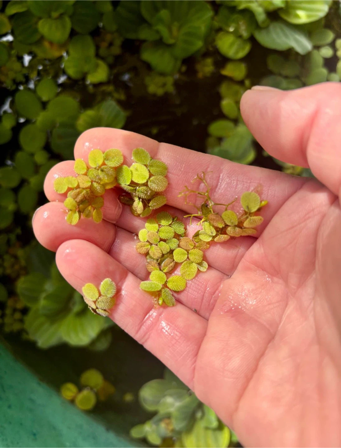 Salvinia Minima Water Spangles Floating Aquarium Plants