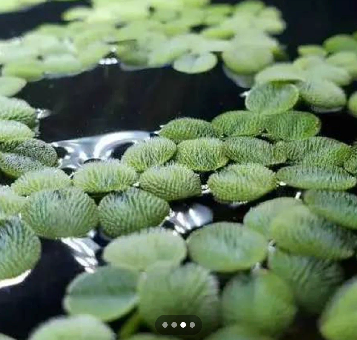 Salvinia Minima Water Spangles Floating Aquarium Plants - photo 2