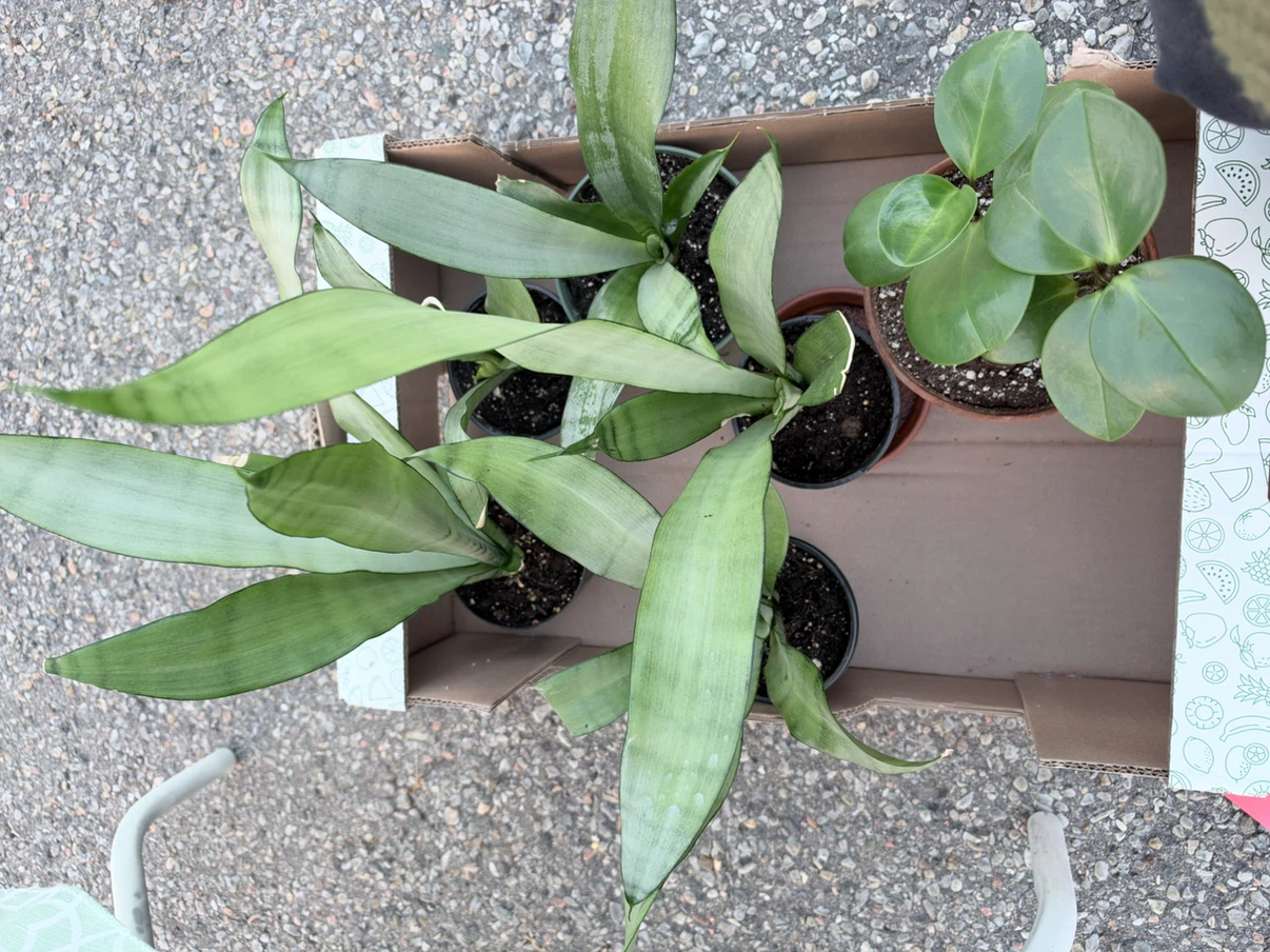 Assorted Houseplants Including Snake Plants