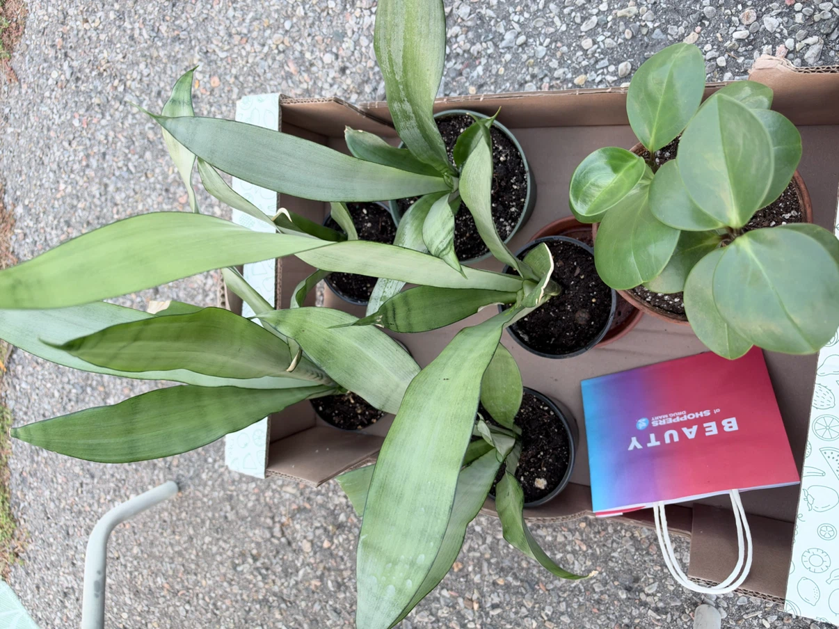 Assorted Houseplants Including Snake Plants - photo 2