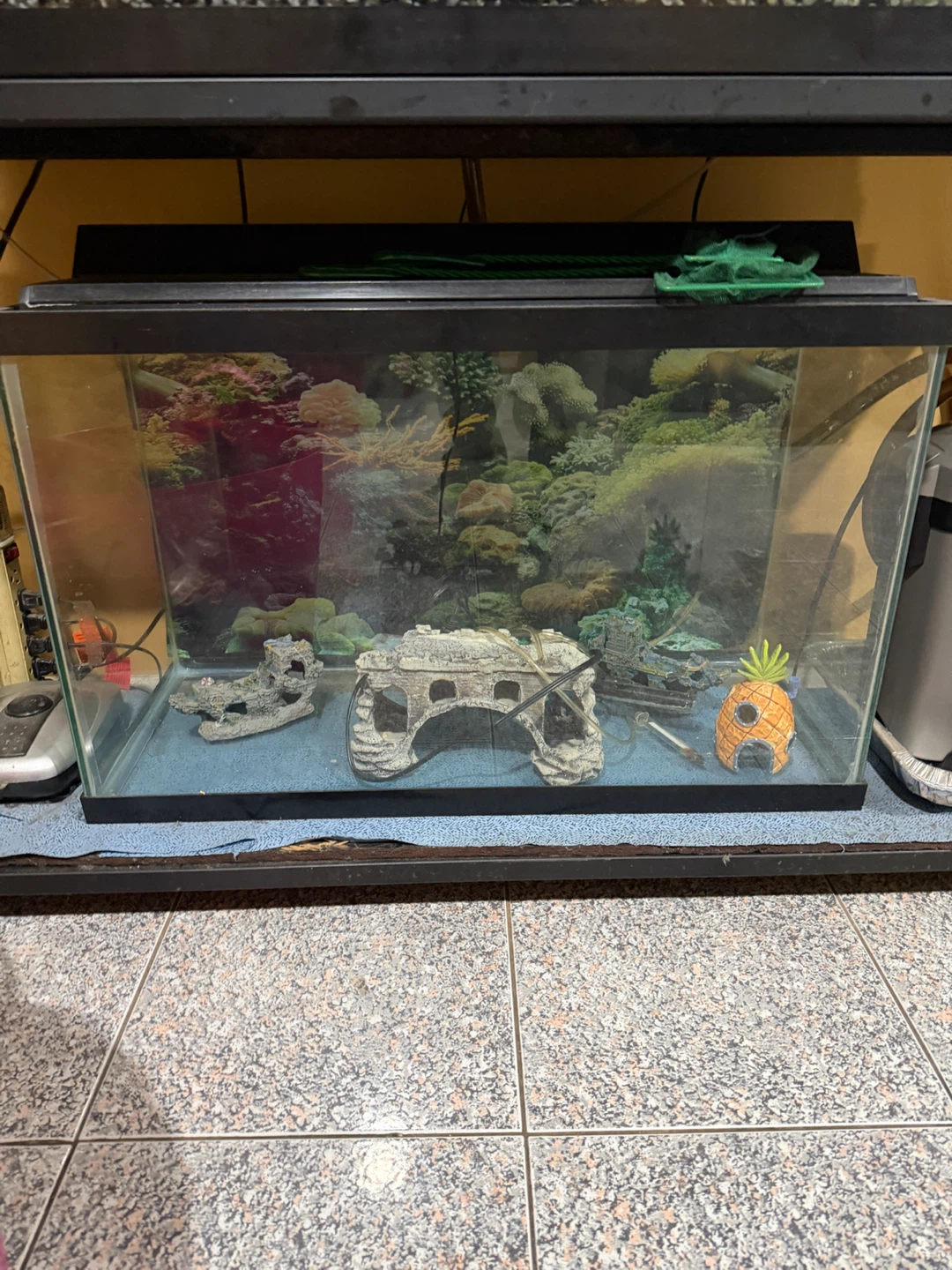 39 Gallon Aquarium Tank with Decor