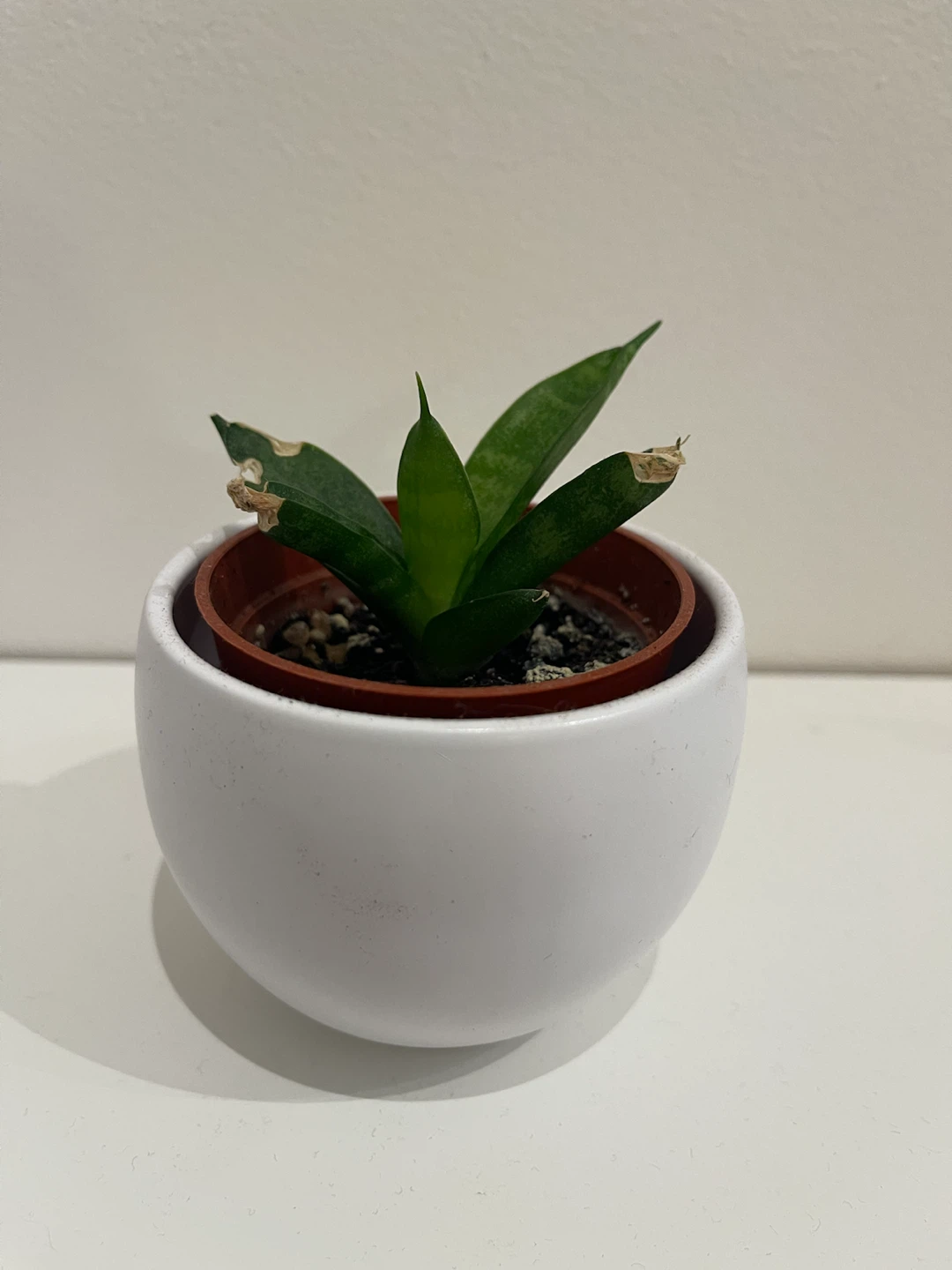 Small Aloe Plant in White Ceramic Pot