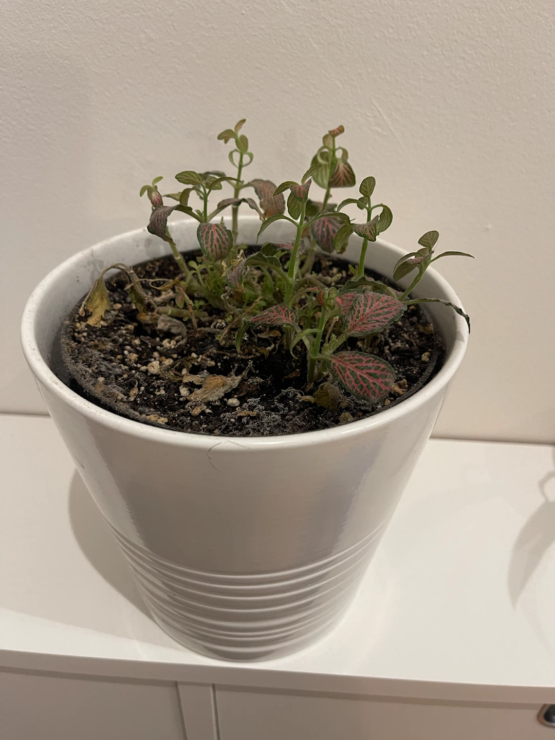 Fittonia Plant in White Ceramic Pot