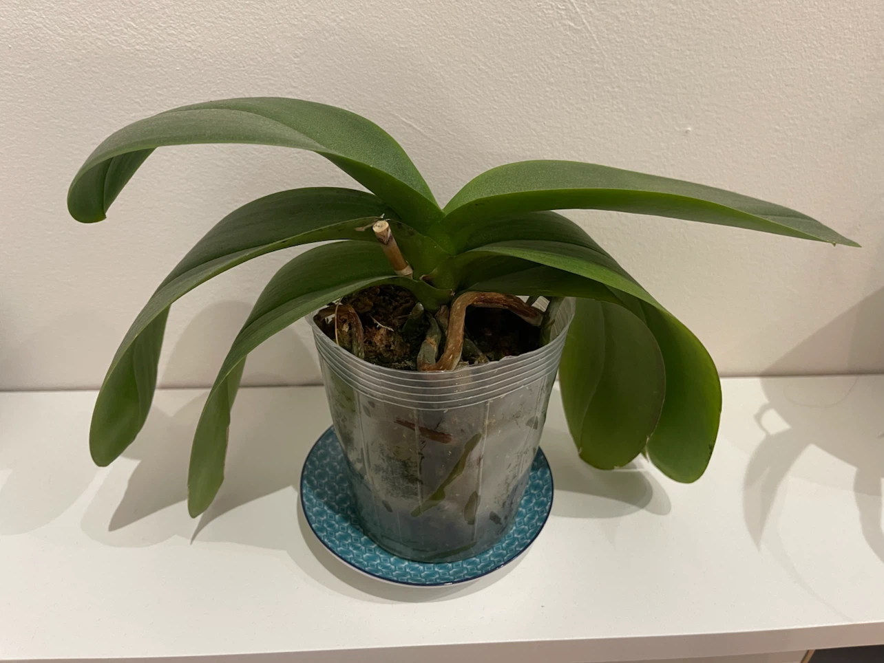 Phalaenopsis Orchid Houseplant