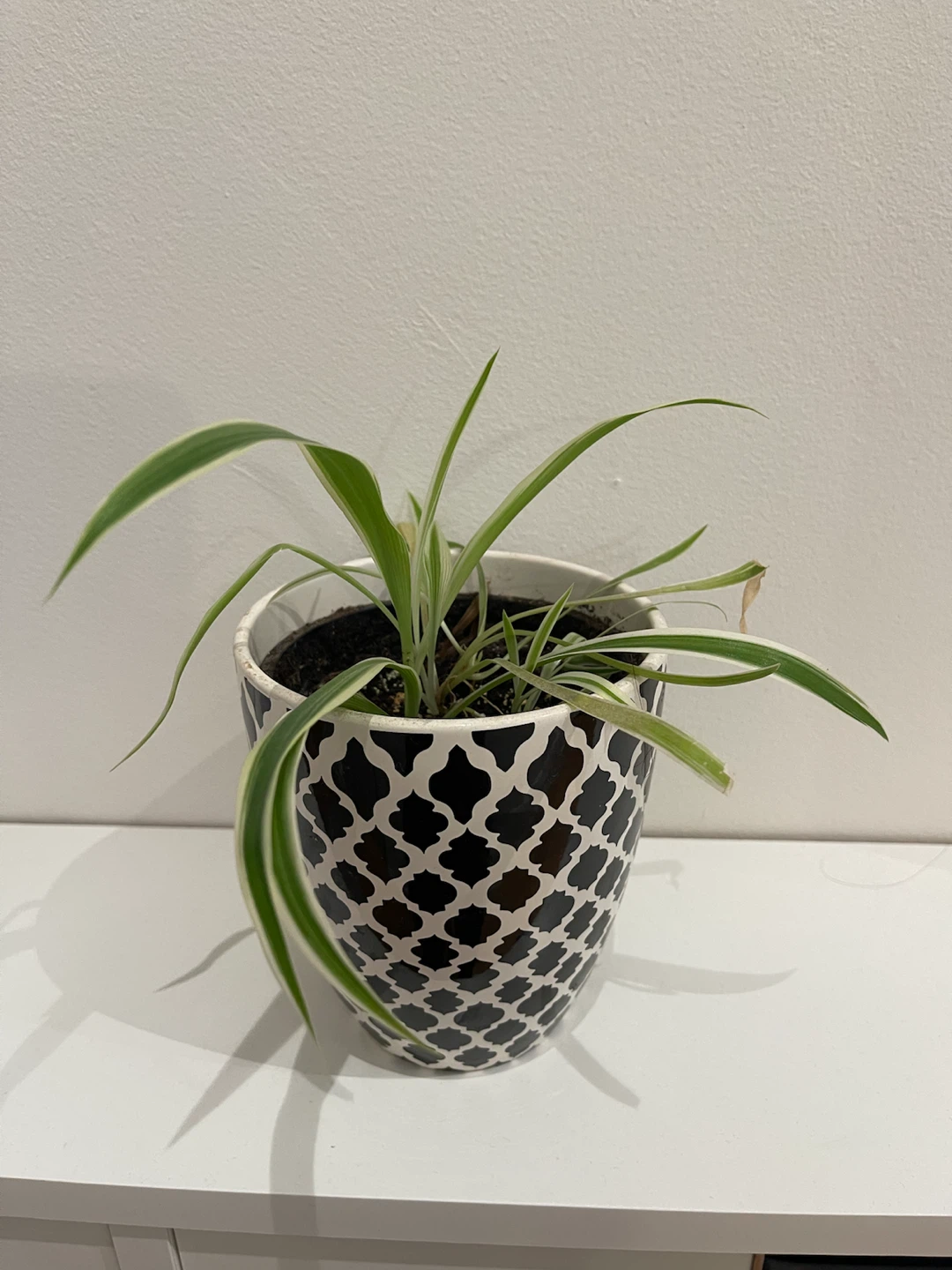 Spider Plant in Geometric Pattern Pot