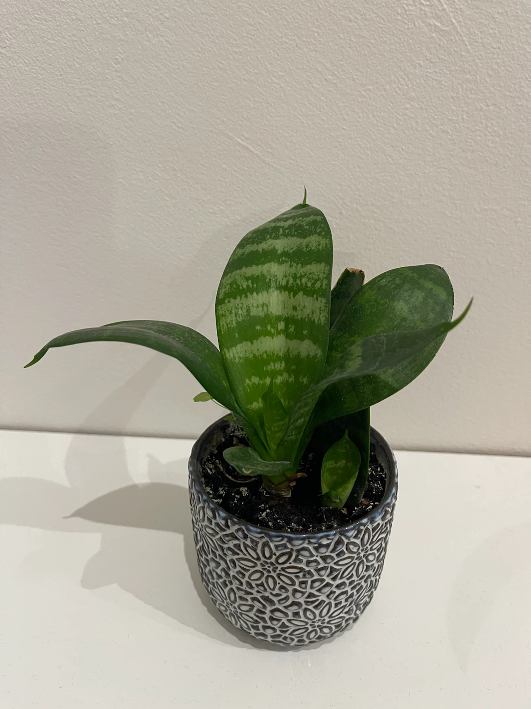 Snake Plant in Decorative Ceramic Pot