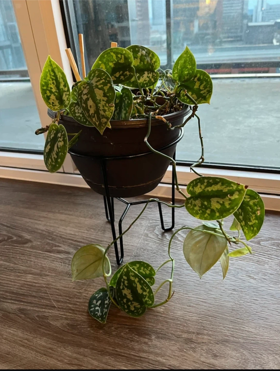 Scindapsus Pictus Satin Pothos with Pot and Stand